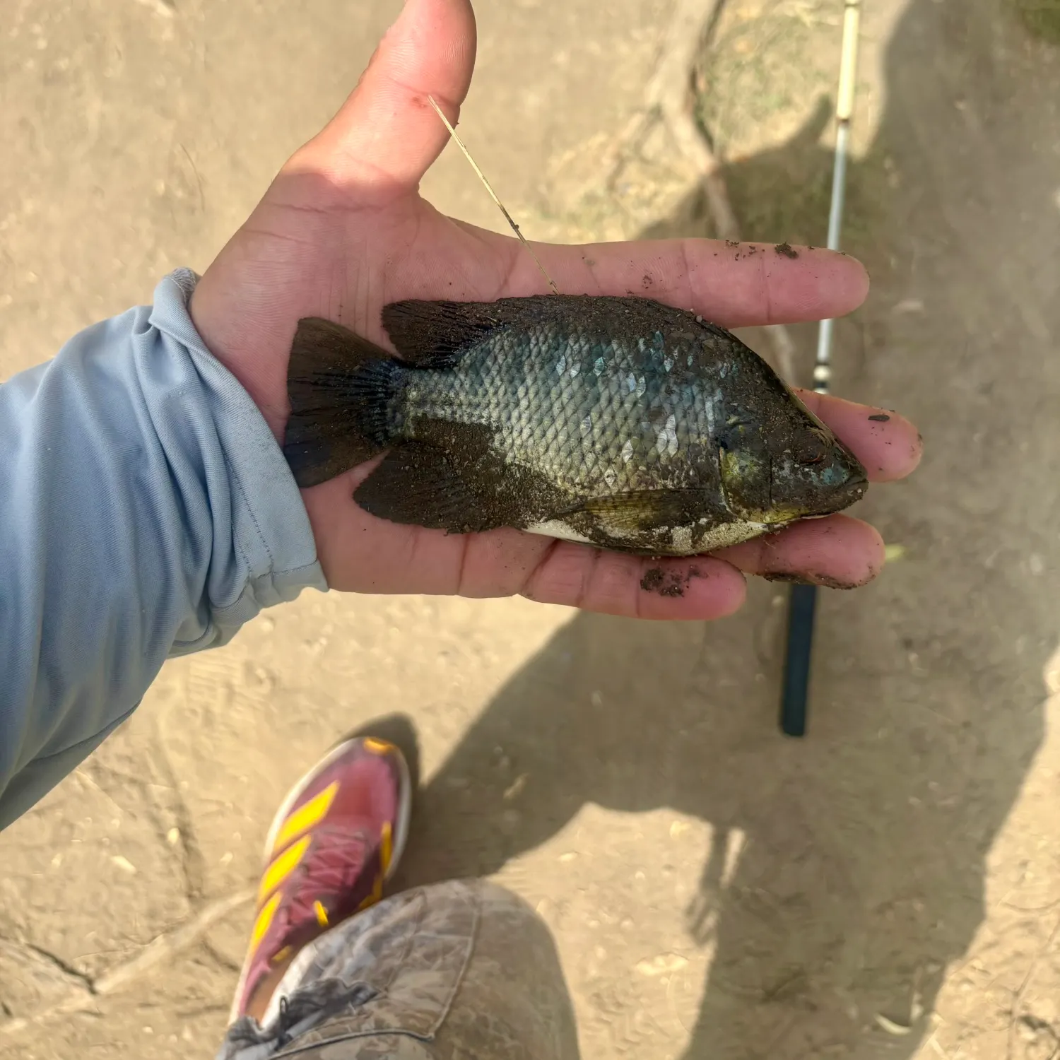 Nile tilapia caught on Fishbrain