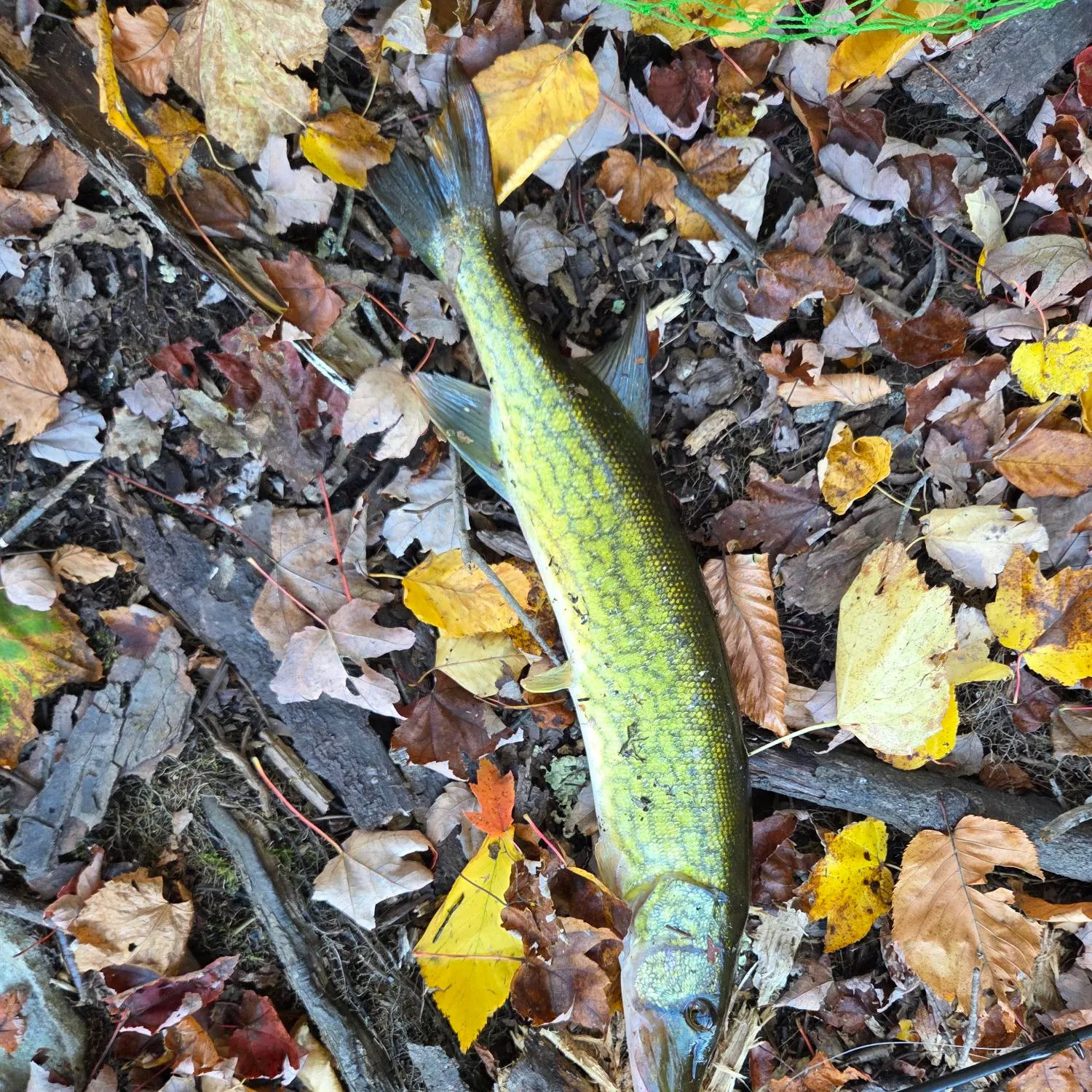 Chain pickerel caught on Fishbrain