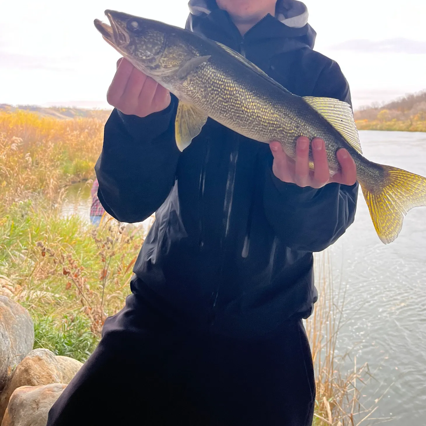 Walleye caught on Fishbrain