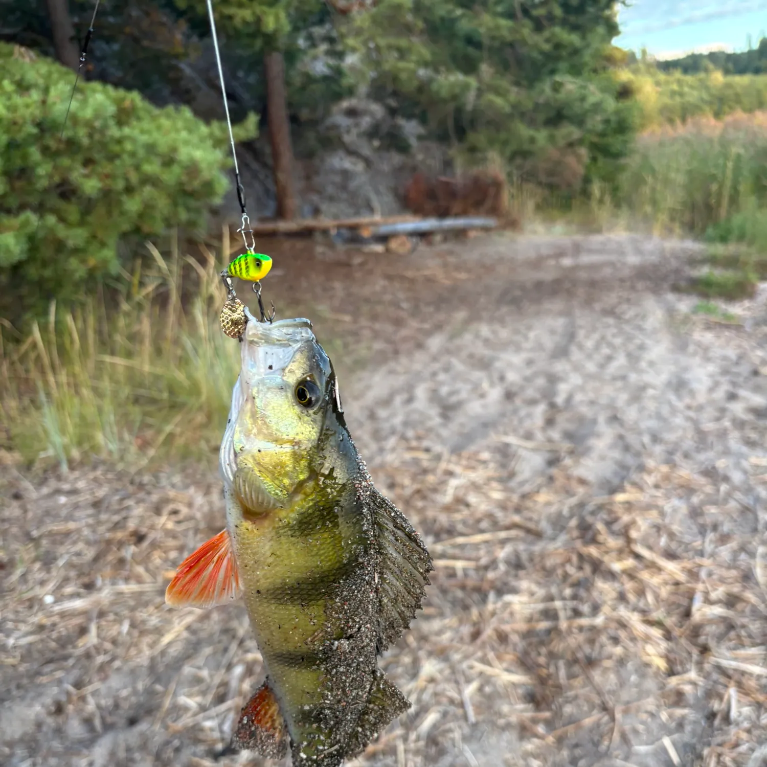 European perch caught on Fishbrain