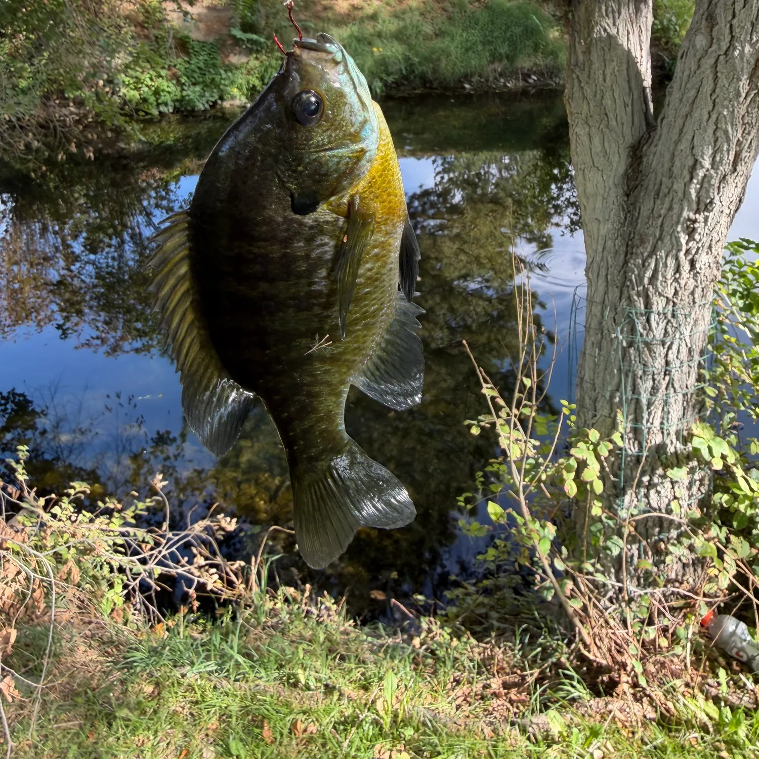 Bluegill caught on Fishbrain