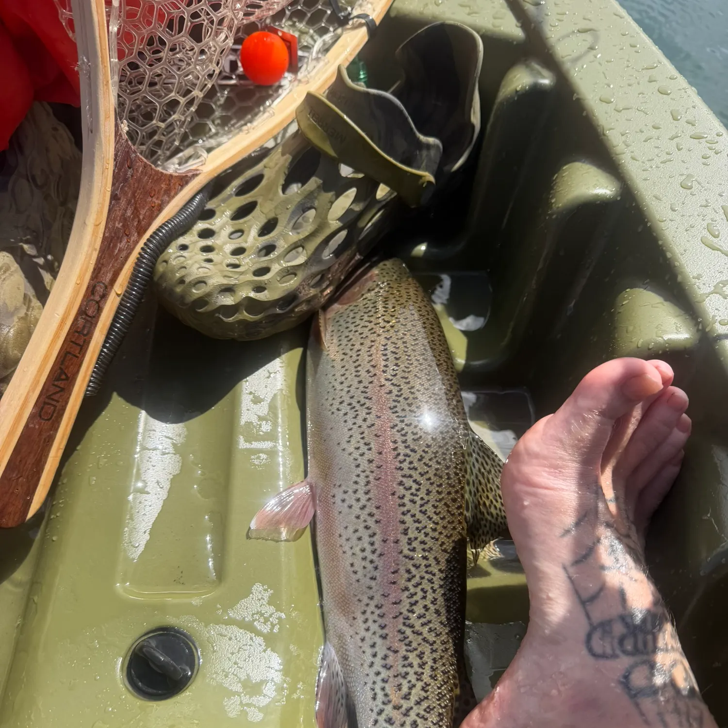 recently logged catches