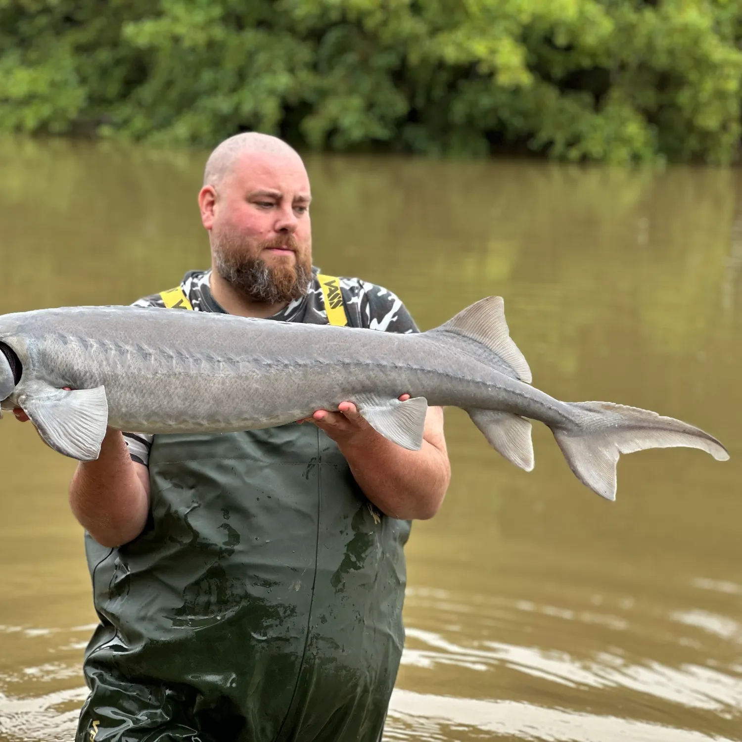 The most recent Siberian sturgeon catches on Fishbrain