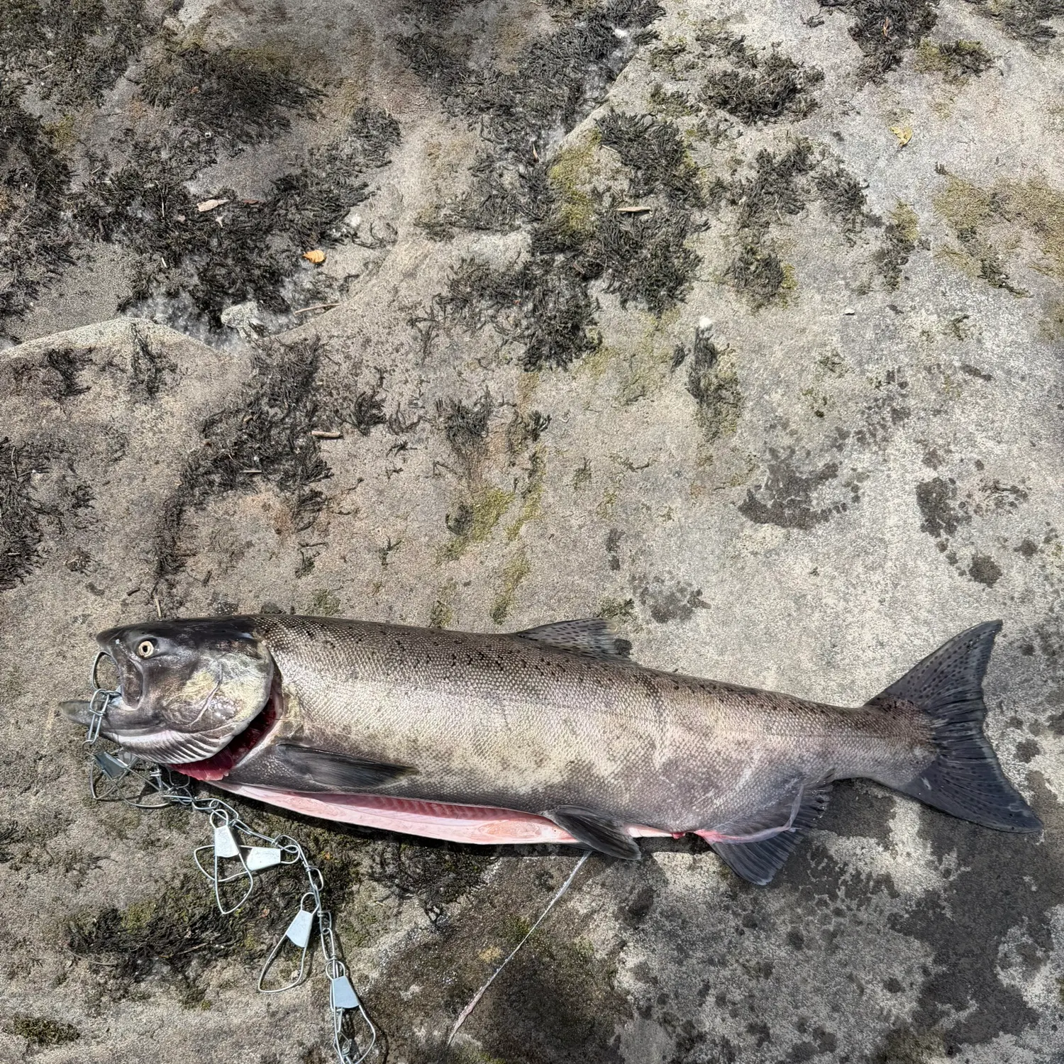 The most recent Chinook salmon catches on Fishbrain