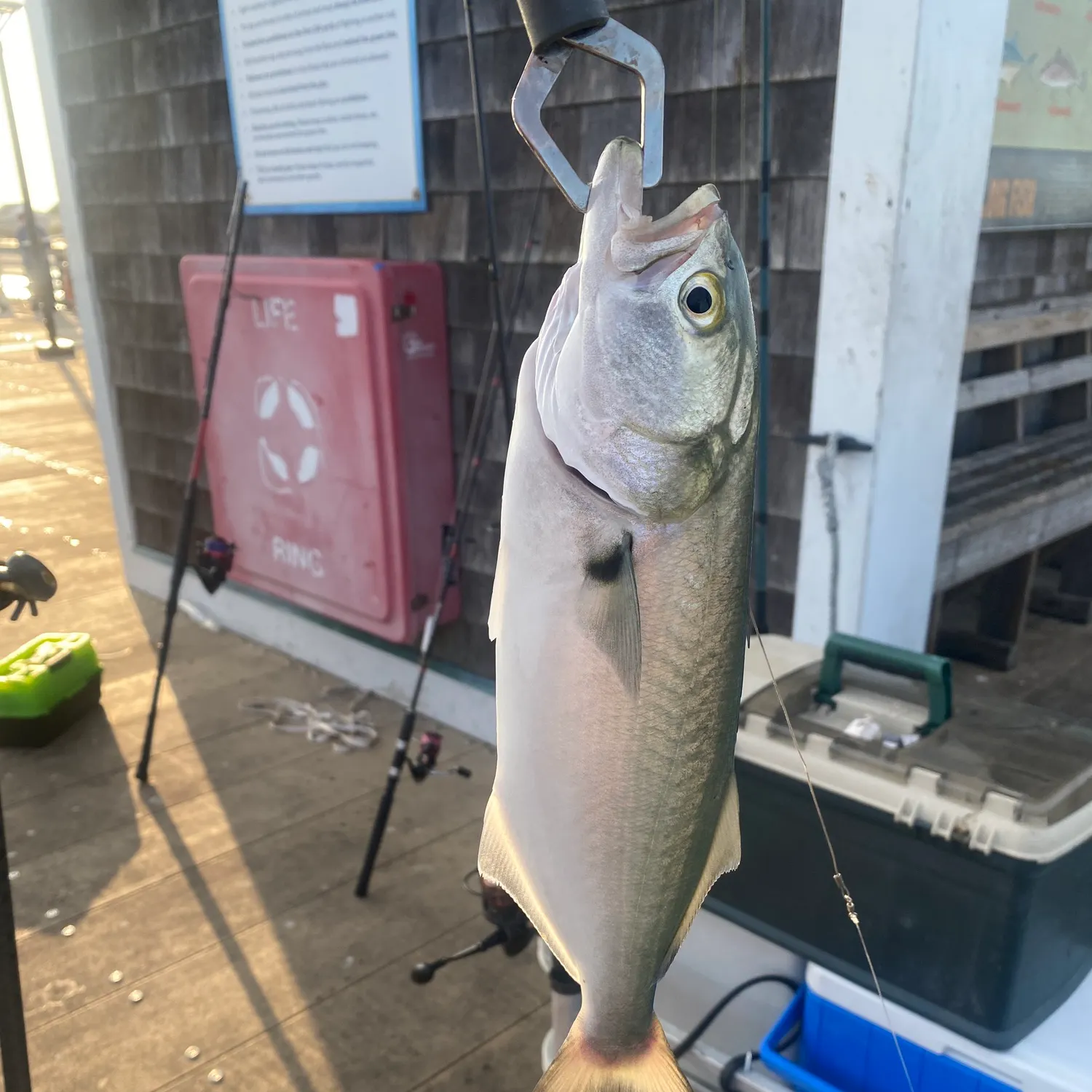 Bluefish caught on Fishbrain