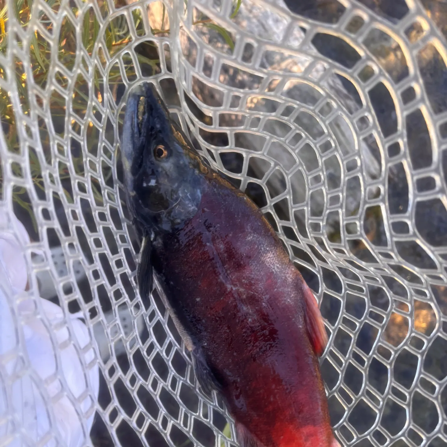 Kokanee salmon caught on Fishbrain