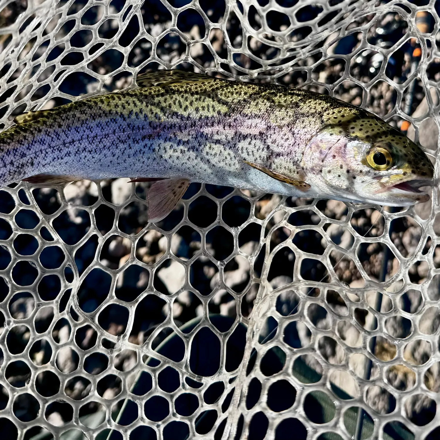 Rainbow trout caught on Fishbrain