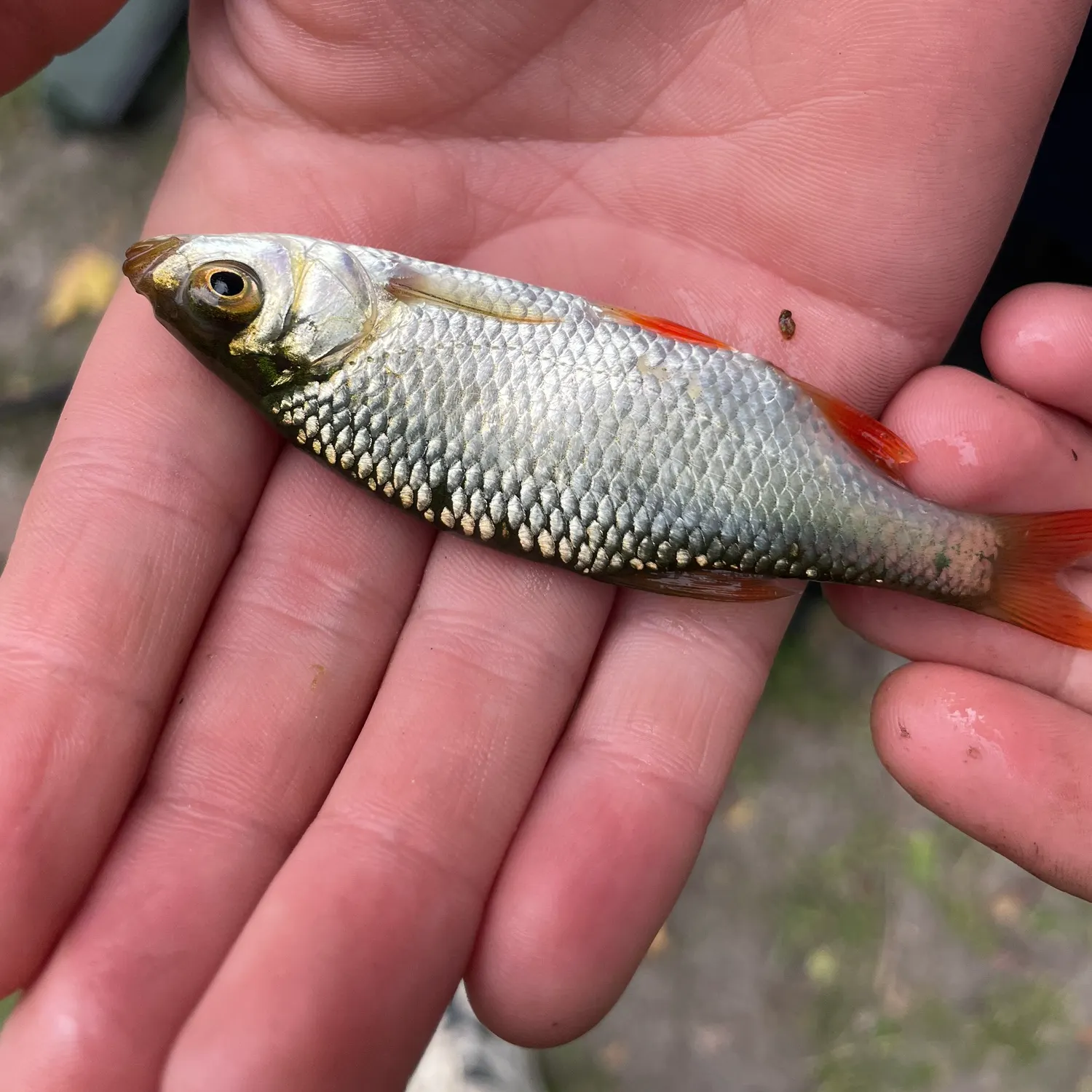 Fish caught on Fishbrain