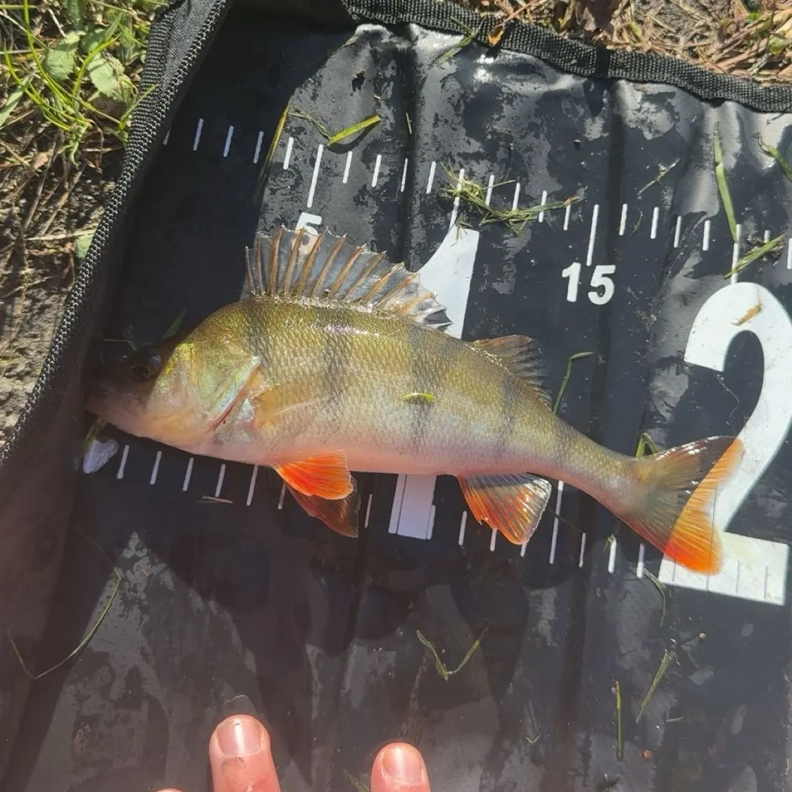 European perch caught on Fishbrain