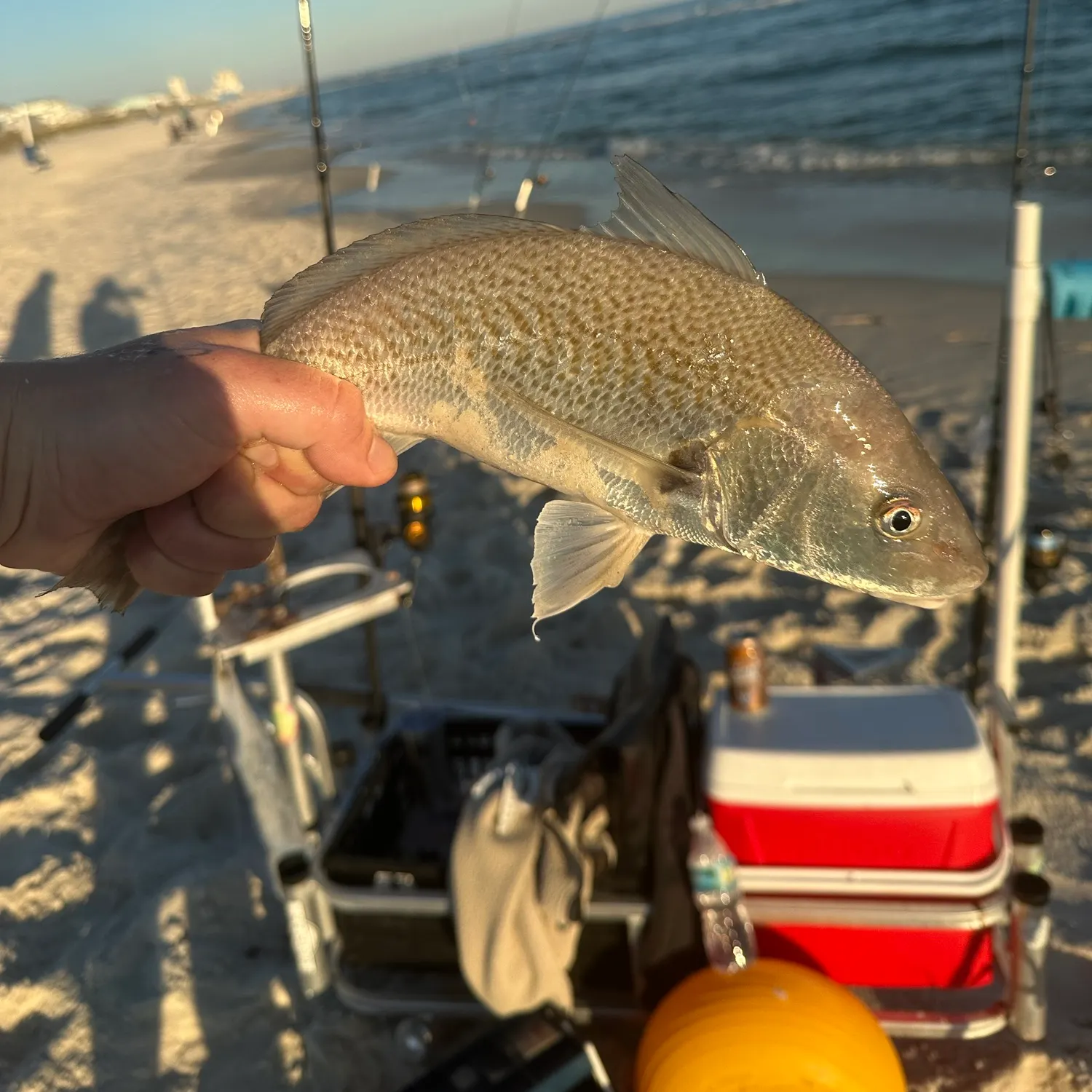 Atlantic croaker caught on Fishbrain
