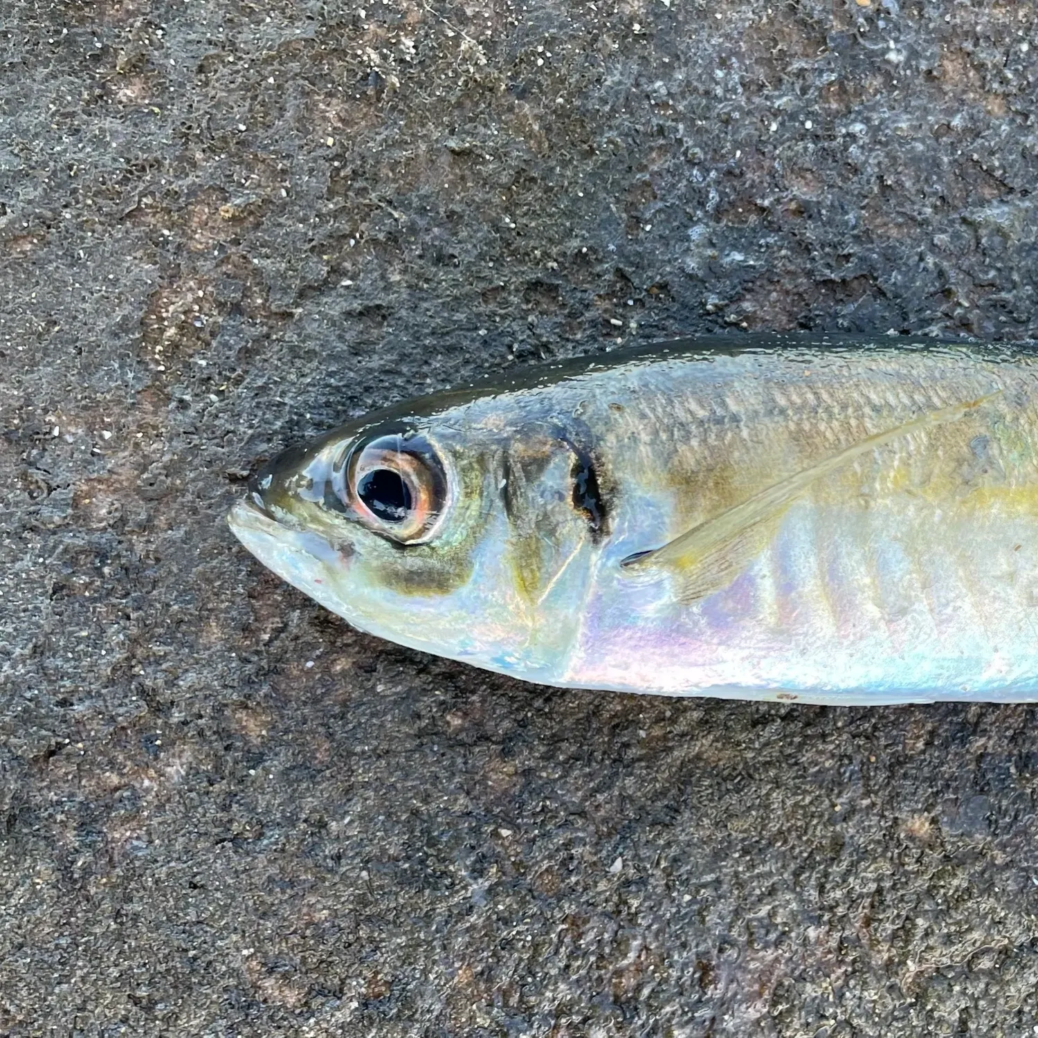The most recent Yellowtail scad catches on Fishbrain