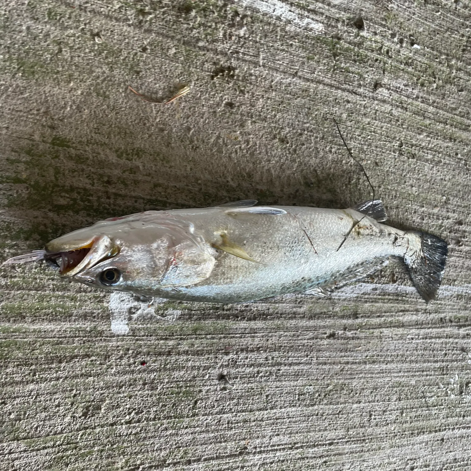 Spotted seatrout caught on Fishbrain