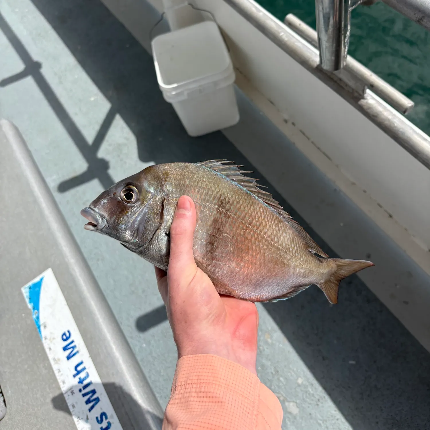 The most recent Jolthead porgy catches on Fishbrain