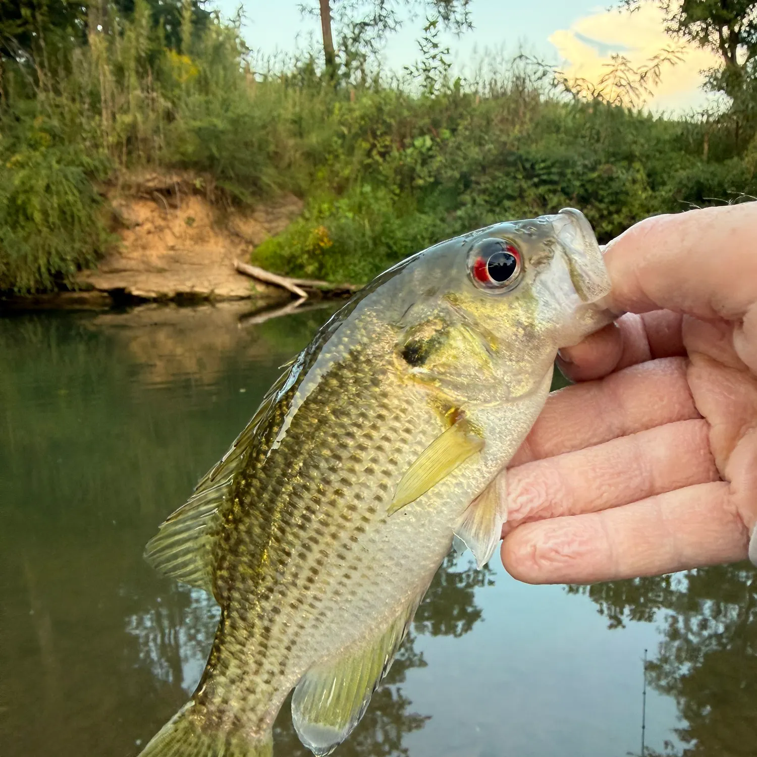 Rock bass caught on Fishbrain