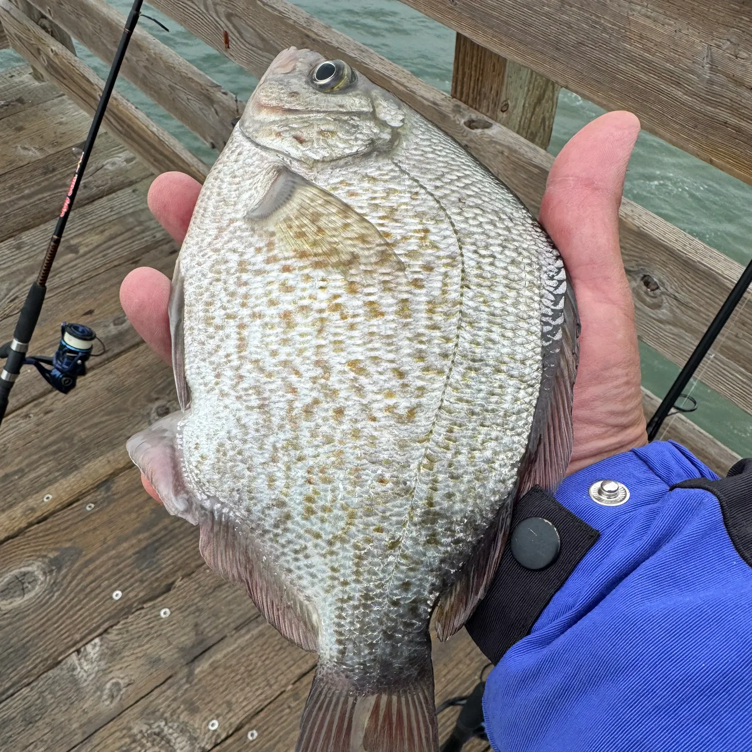 The most recent Calico surfperch catches on Fishbrain