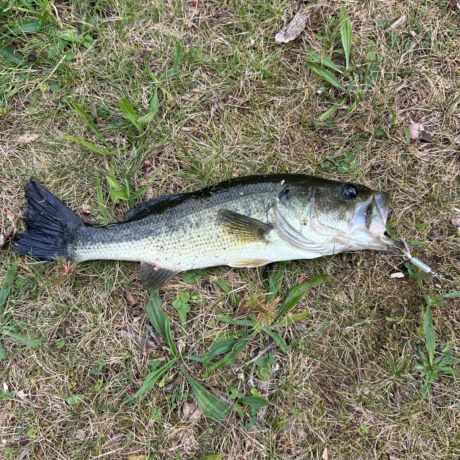 The most recent Largemouth bass catches on Fishbrain