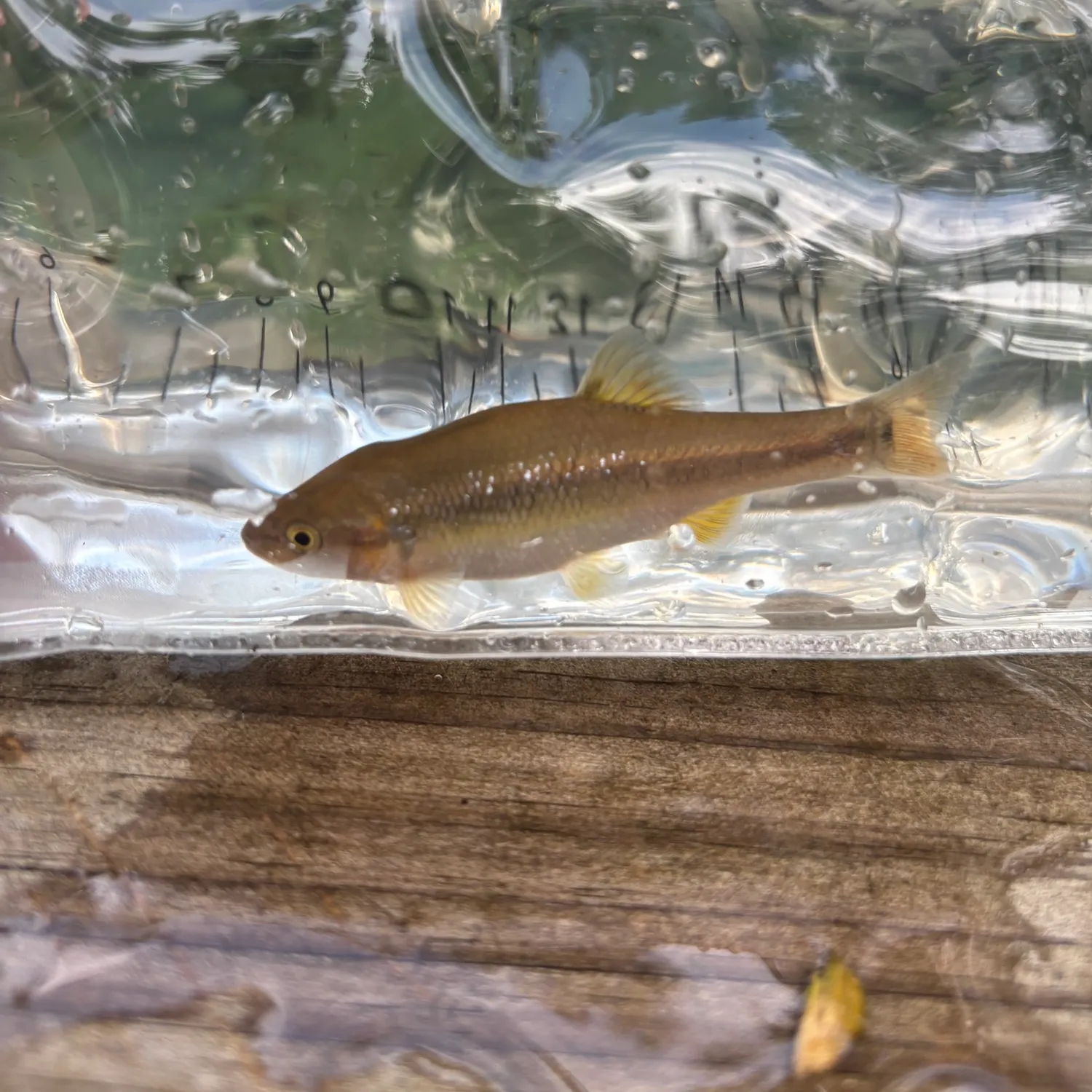 The most recent Dixie chub catches on Fishbrain