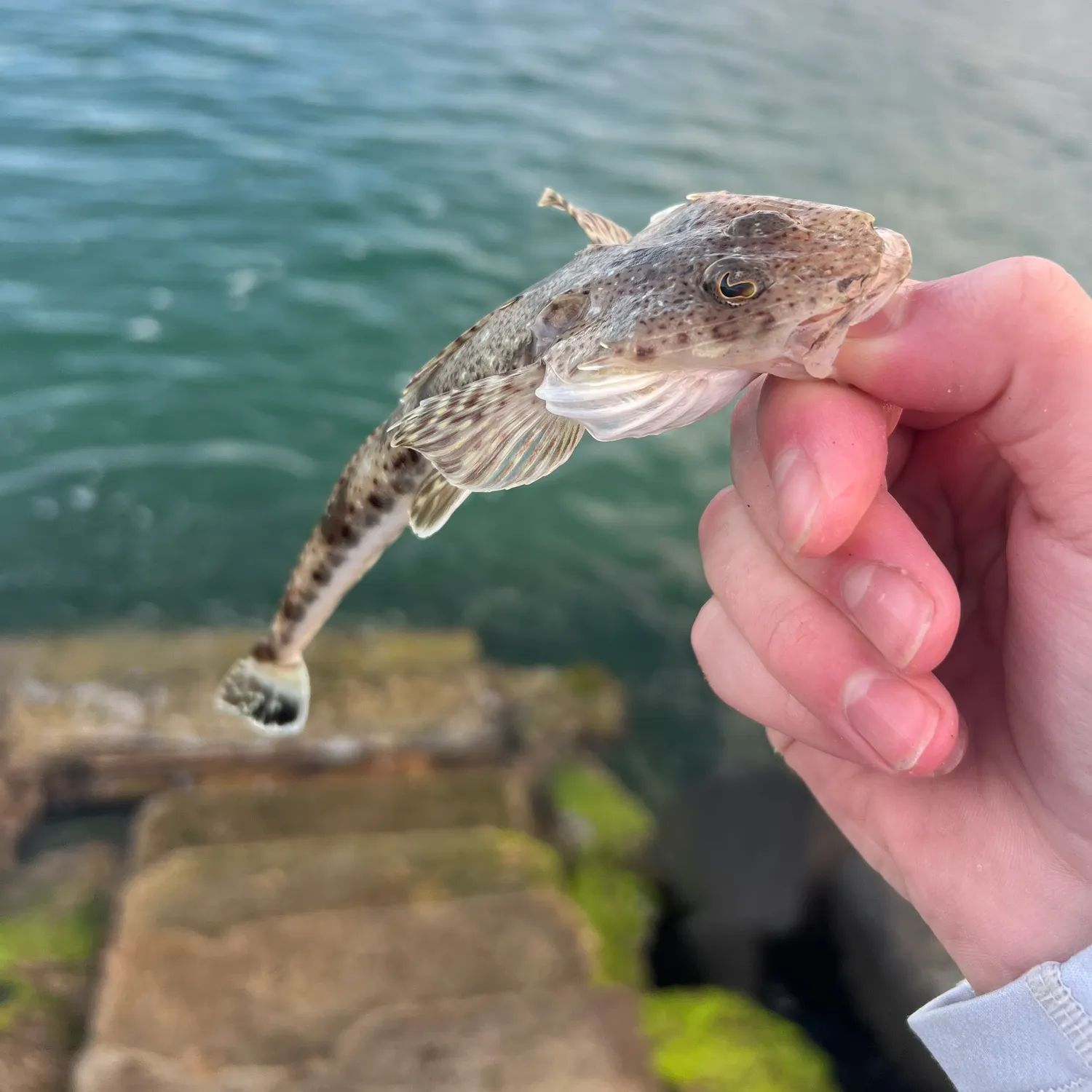 The most recent Sand flathead catches on Fishbrain