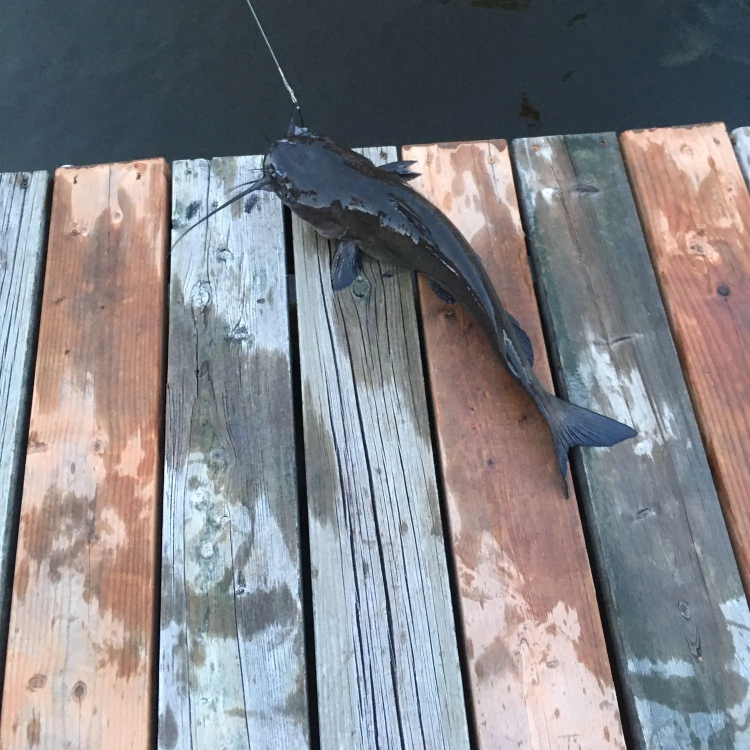angler catch