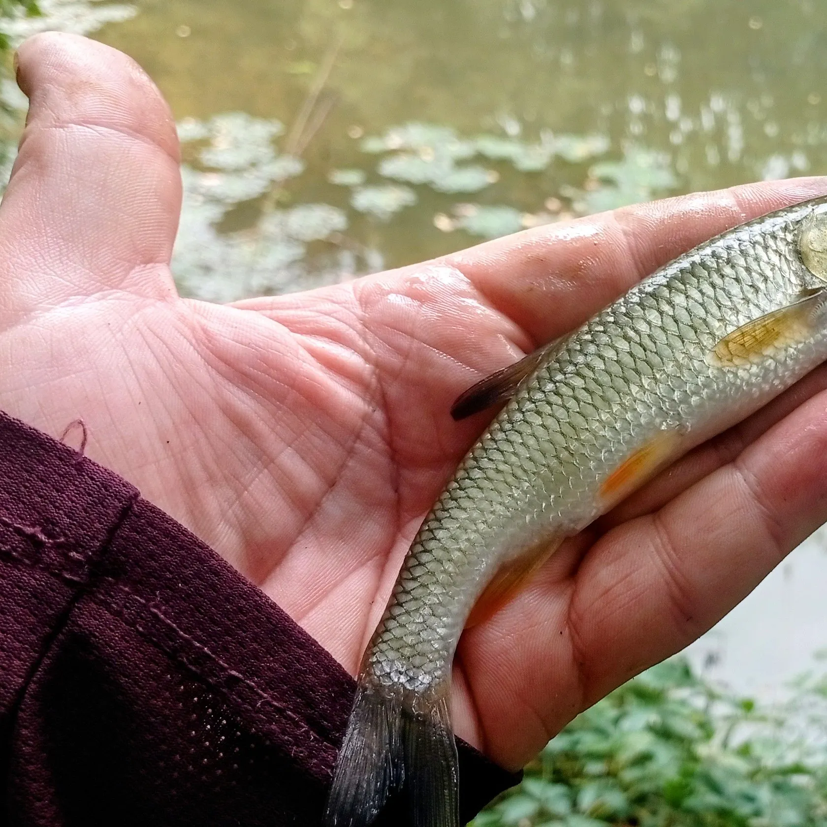 European chub caught on Fishbrain