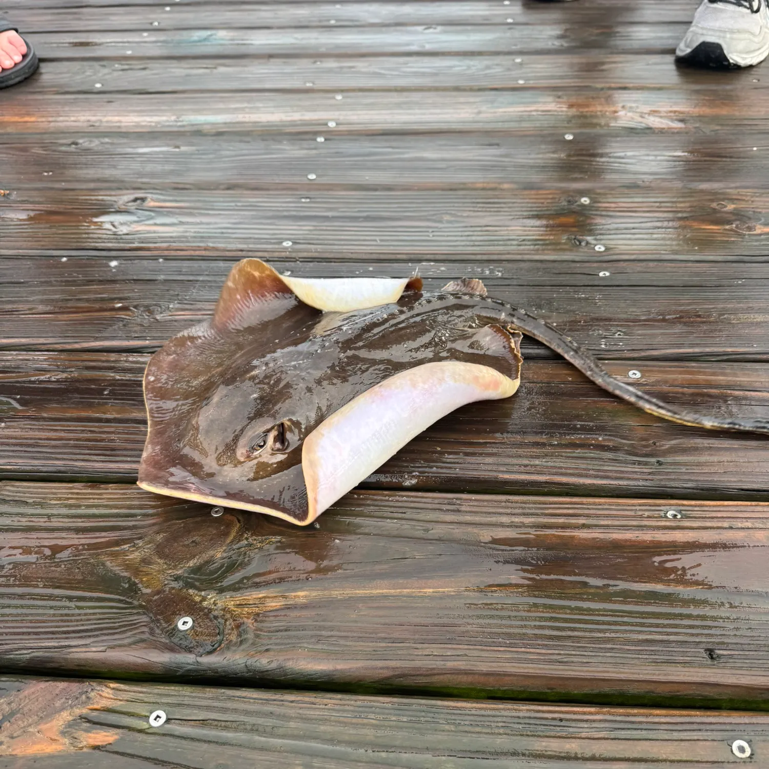 Atlantic stingray caught on Fishbrain