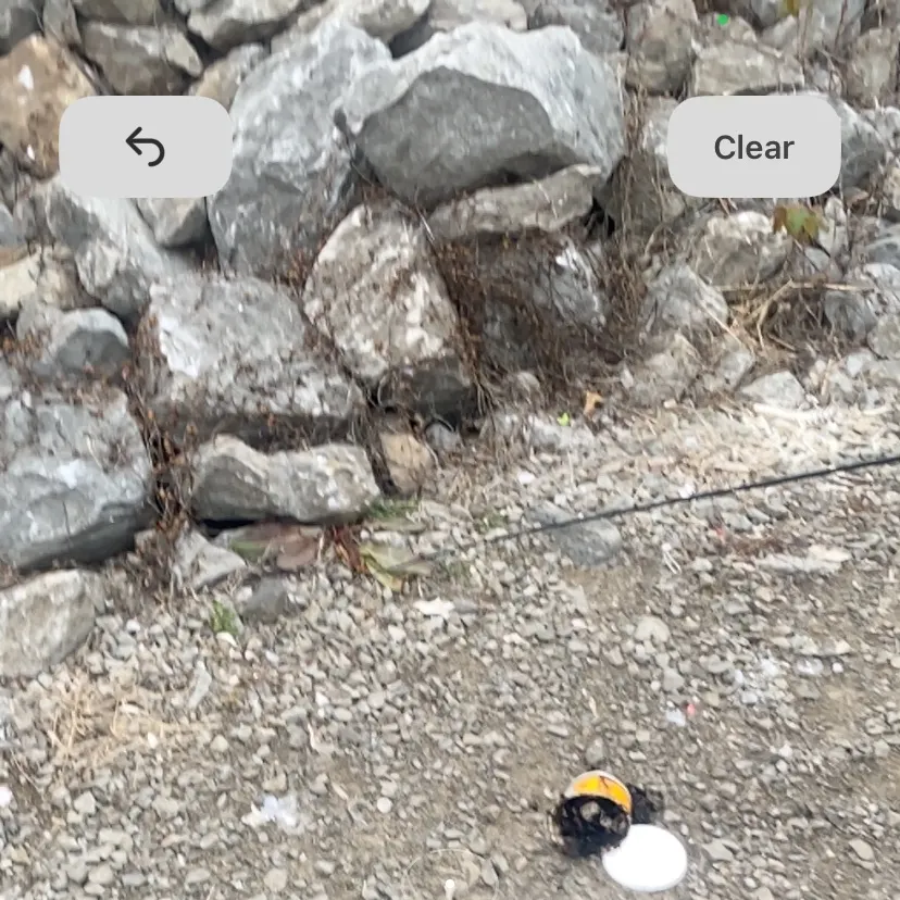 The most recent Paddlefish catches on Fishbrain