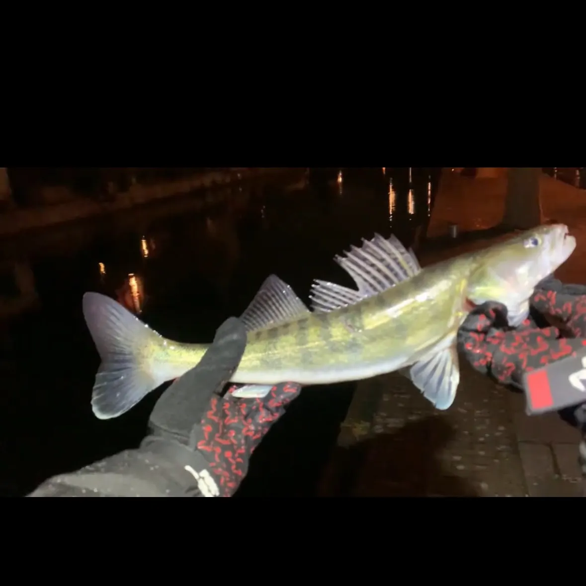The most recent Zander catches on Fishbrain