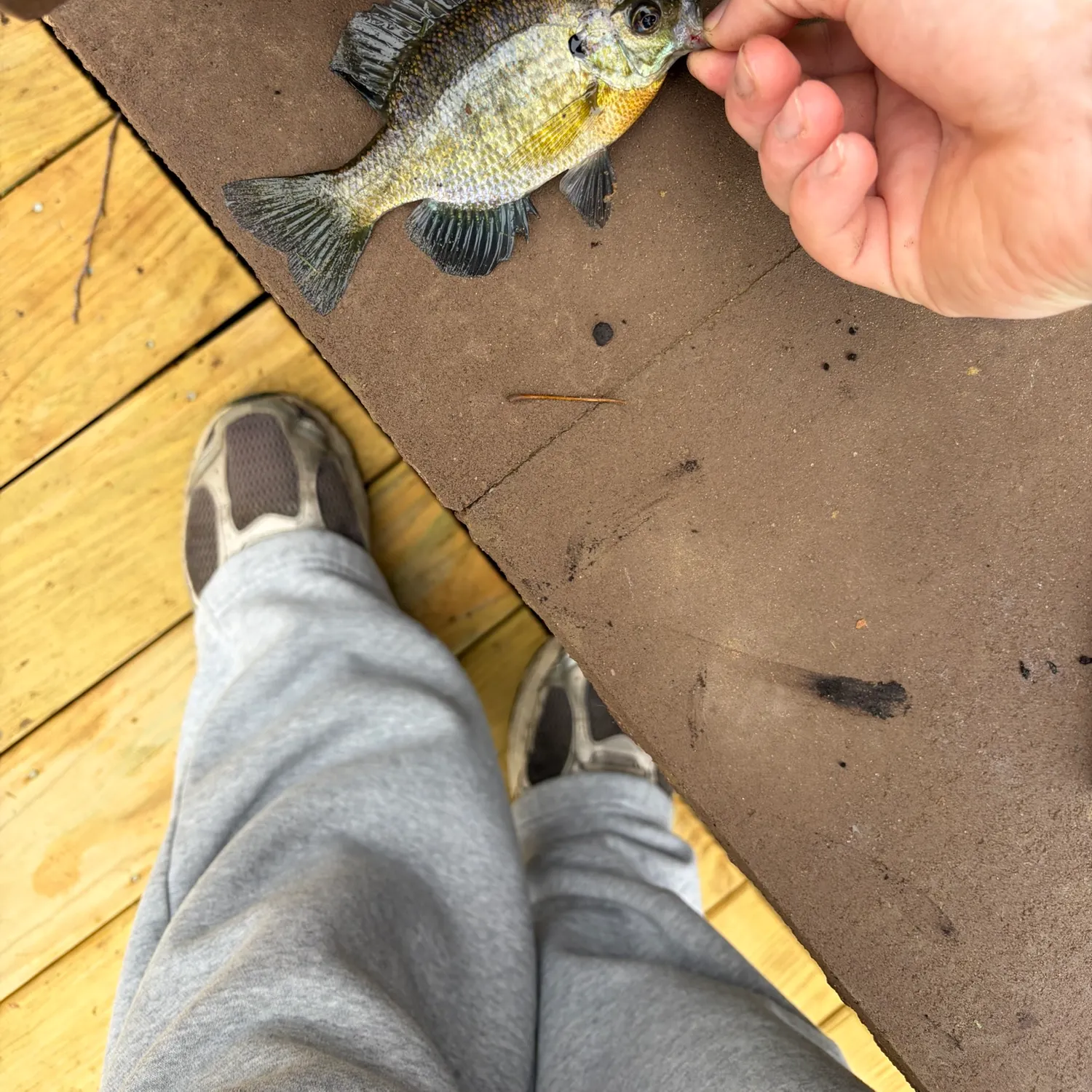 Bluegill caught on Fishbrain