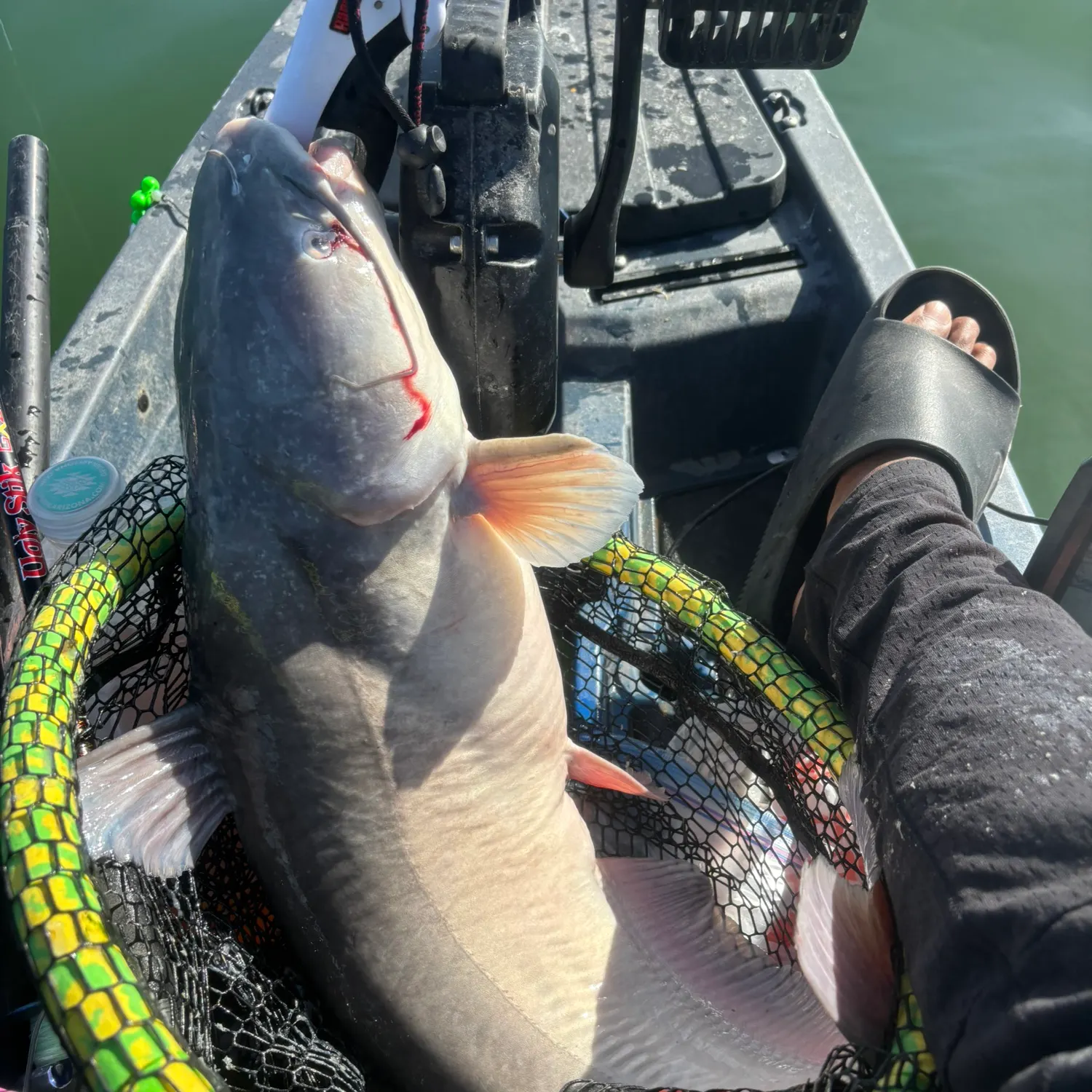 The most recent Blue catfish catches on Fishbrain