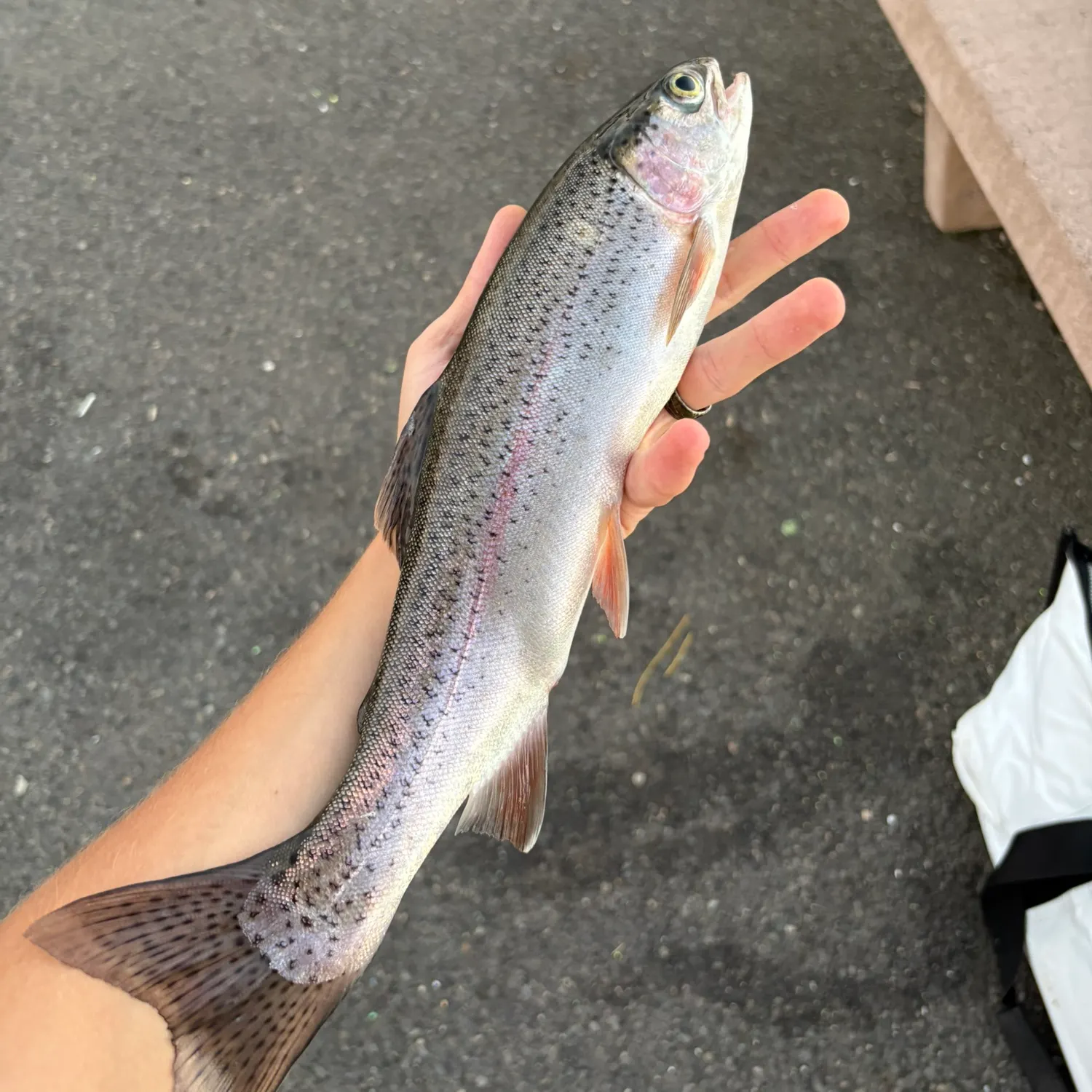Rainbow trout caught on Fishbrain