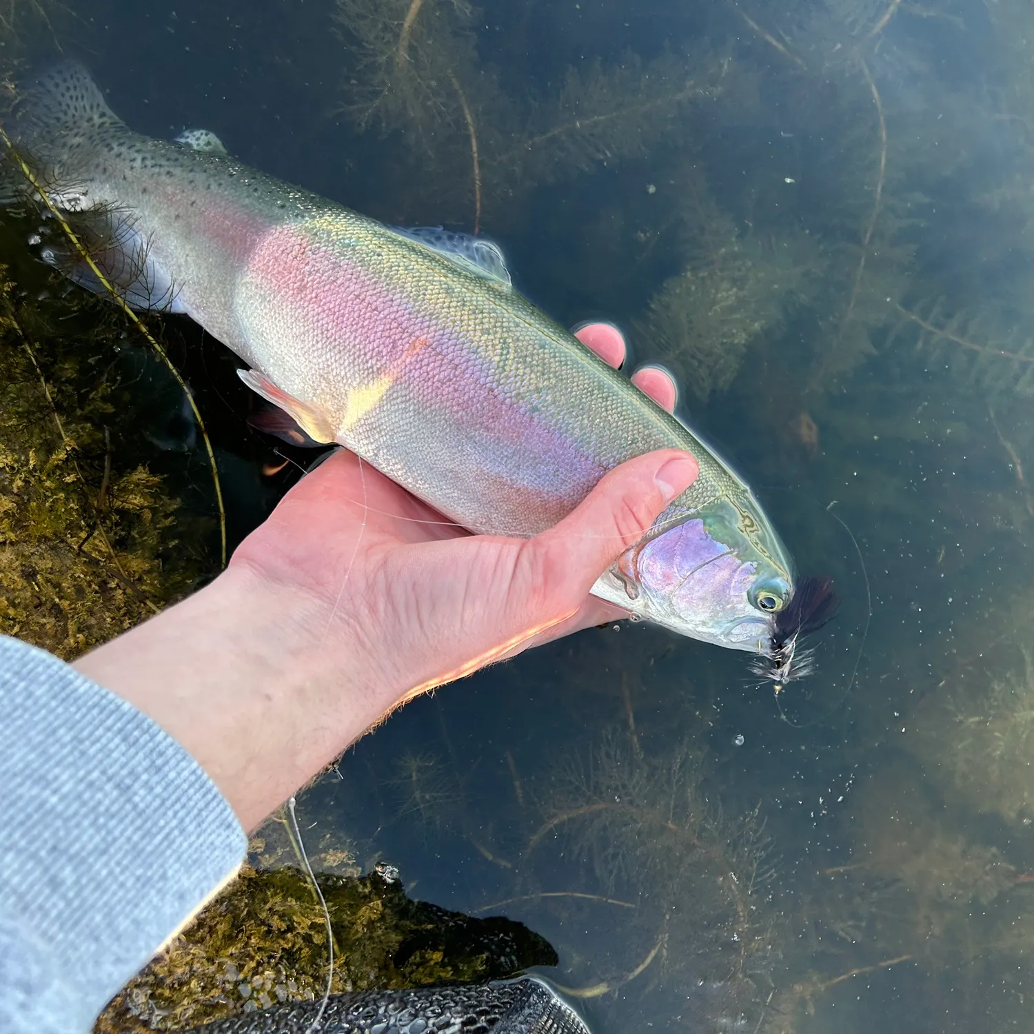 Rainbow trout caught on Fishbrain
