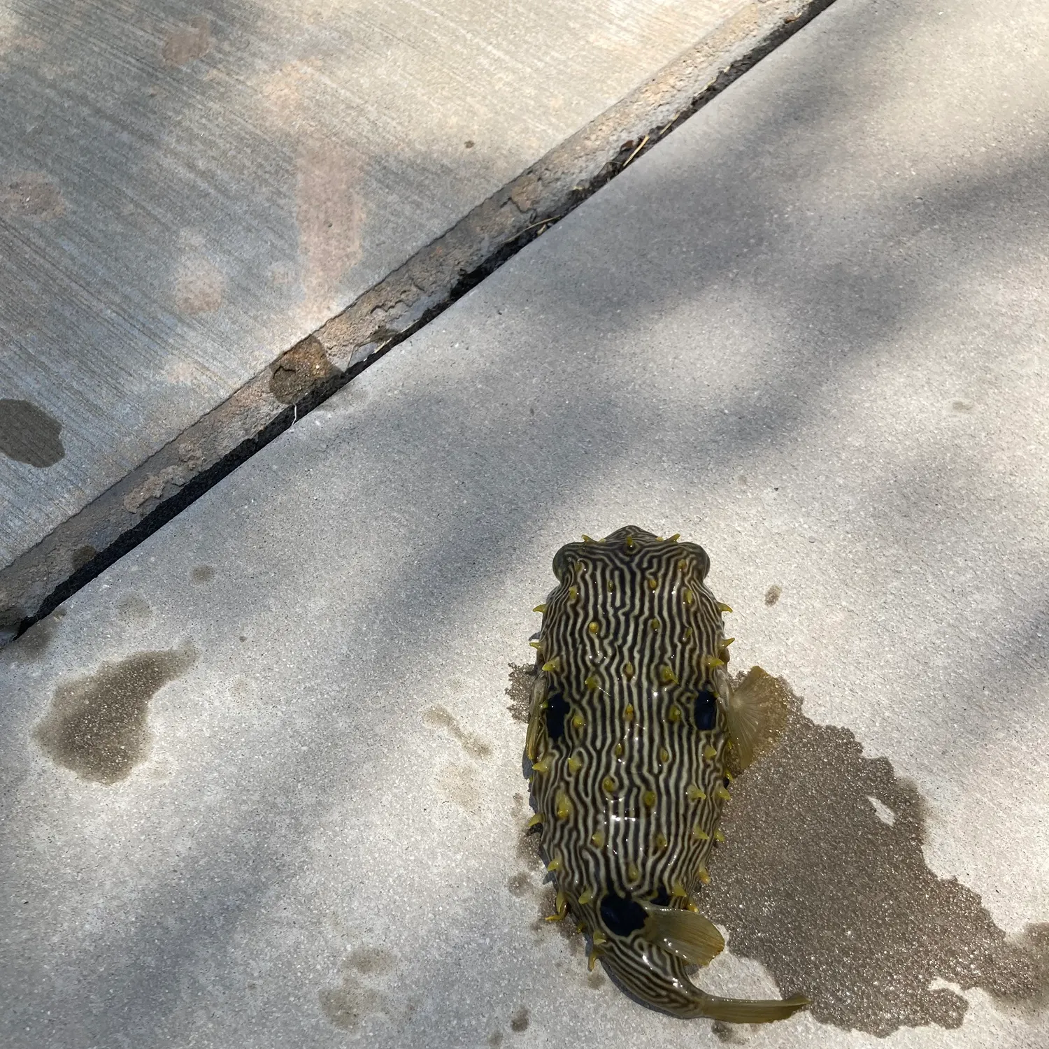The most recent Yellowspotted puffer catches on Fishbrain