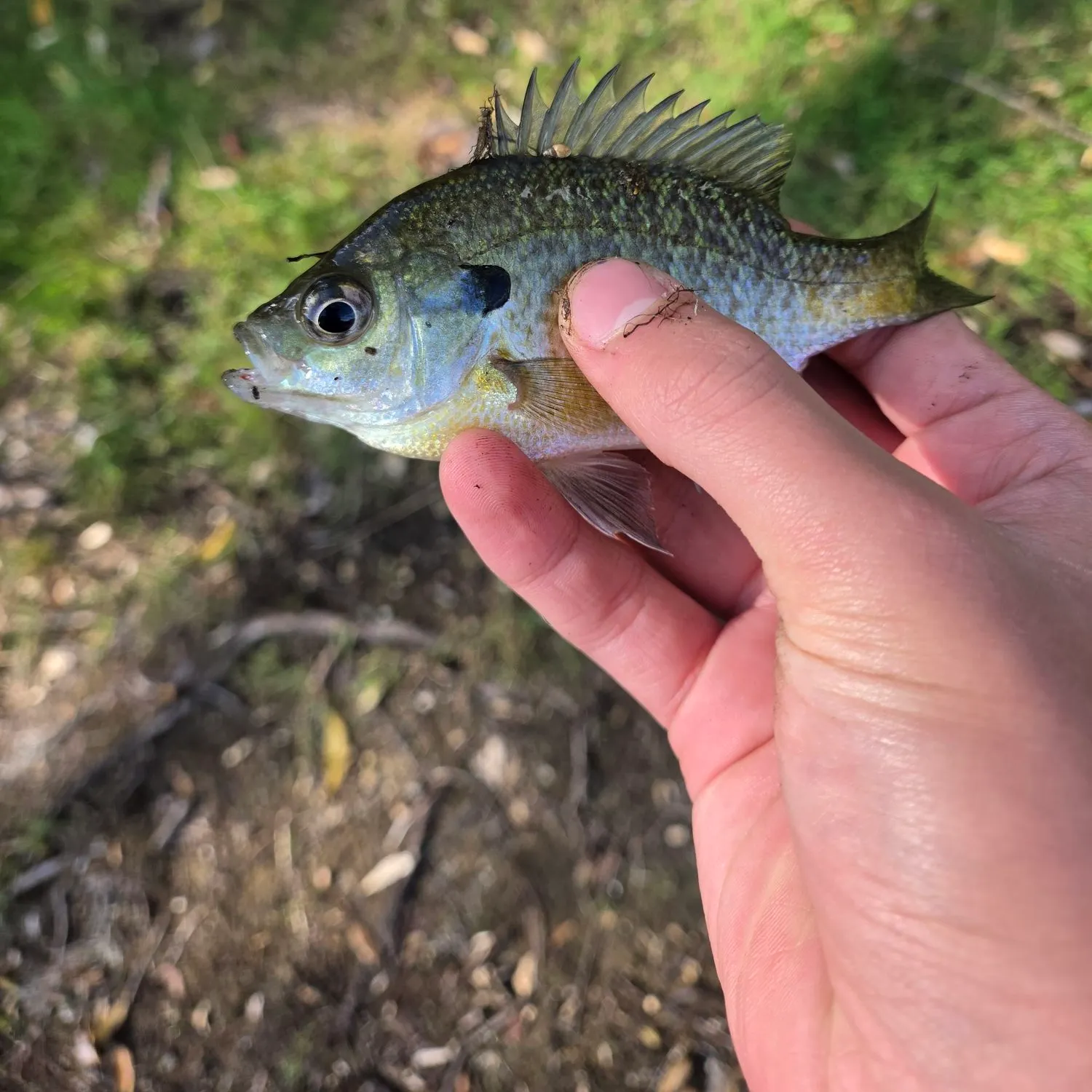 Bluegill caught on Fishbrain