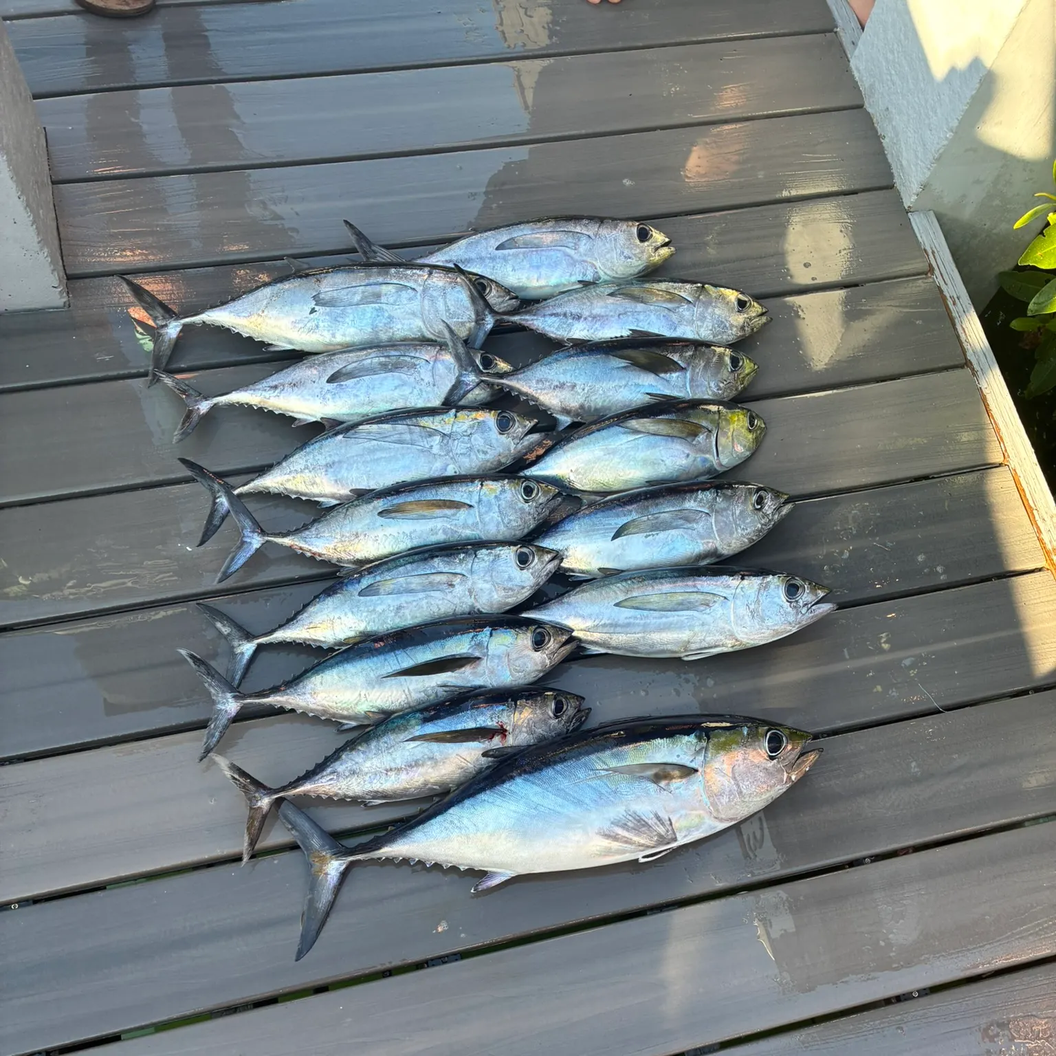 The most recent Blackfin tuna catches on Fishbrain