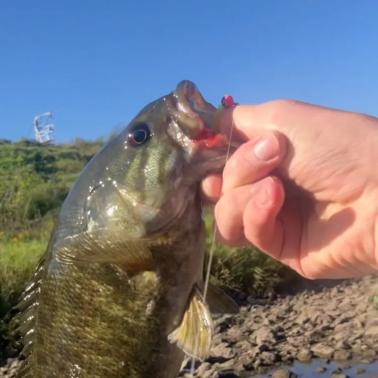 Smallmouth bass caught on Fishbrain