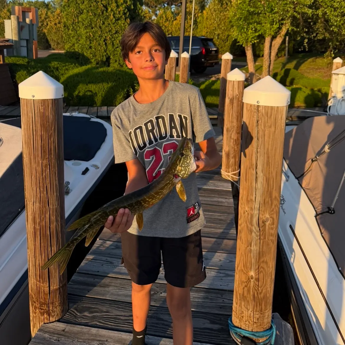 Northern pike caught on Fishbrain