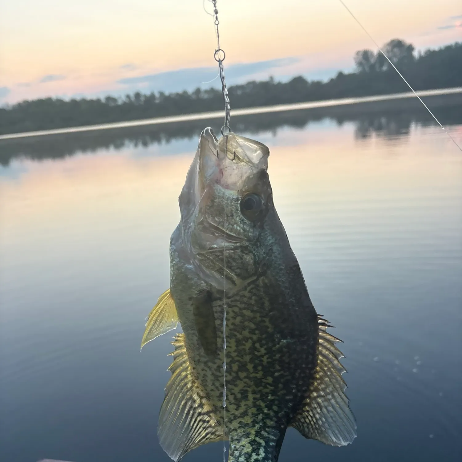 Black crappie caught on Fishbrain