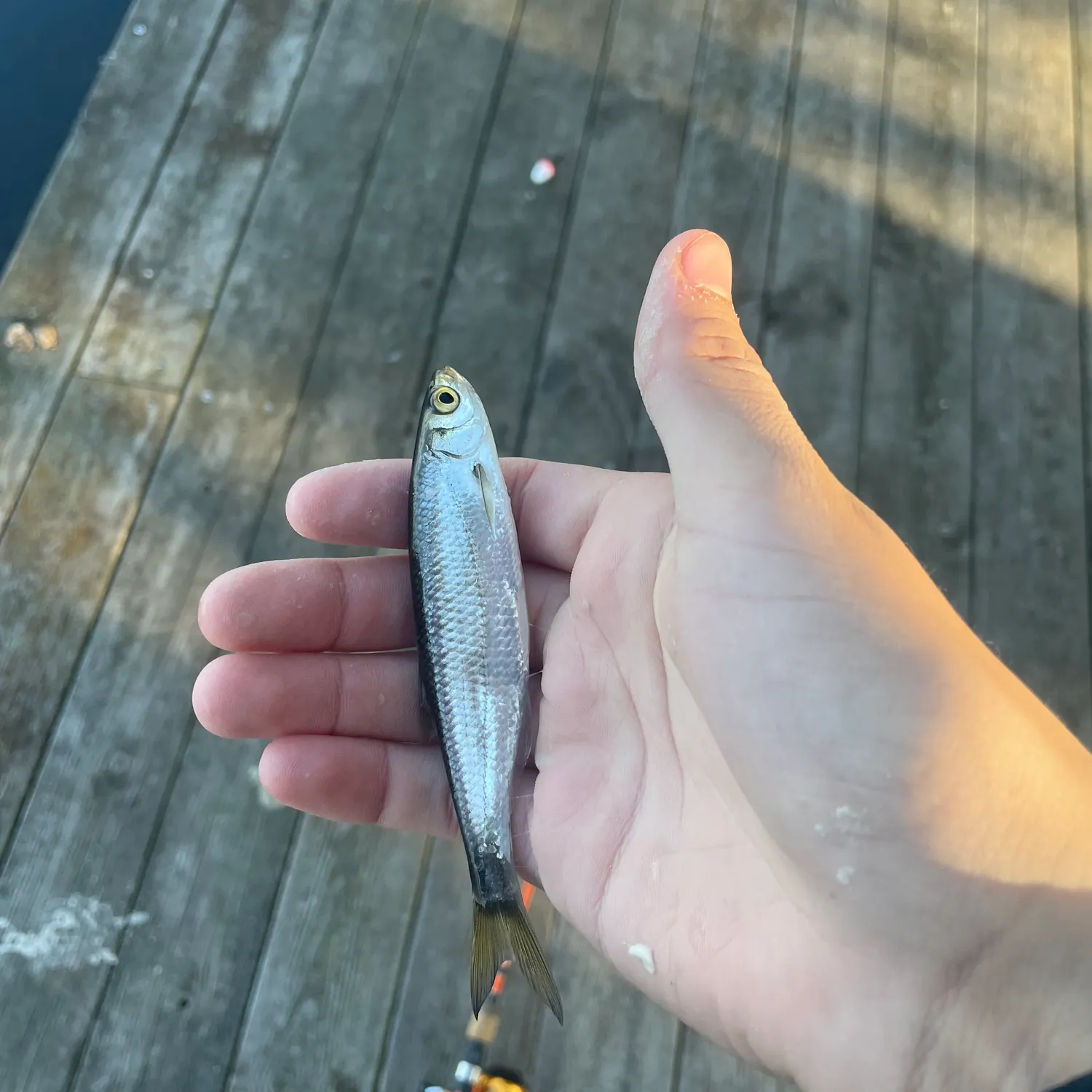 The most recent Vendace catches on Fishbrain