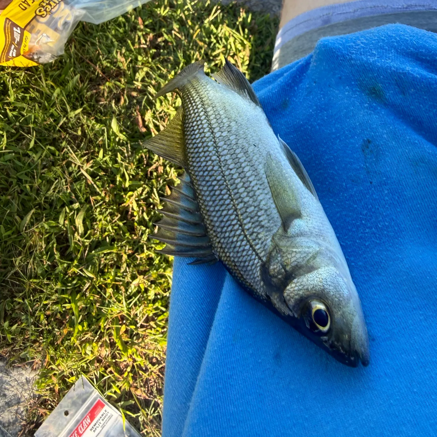 White perch caught on Fishbrain