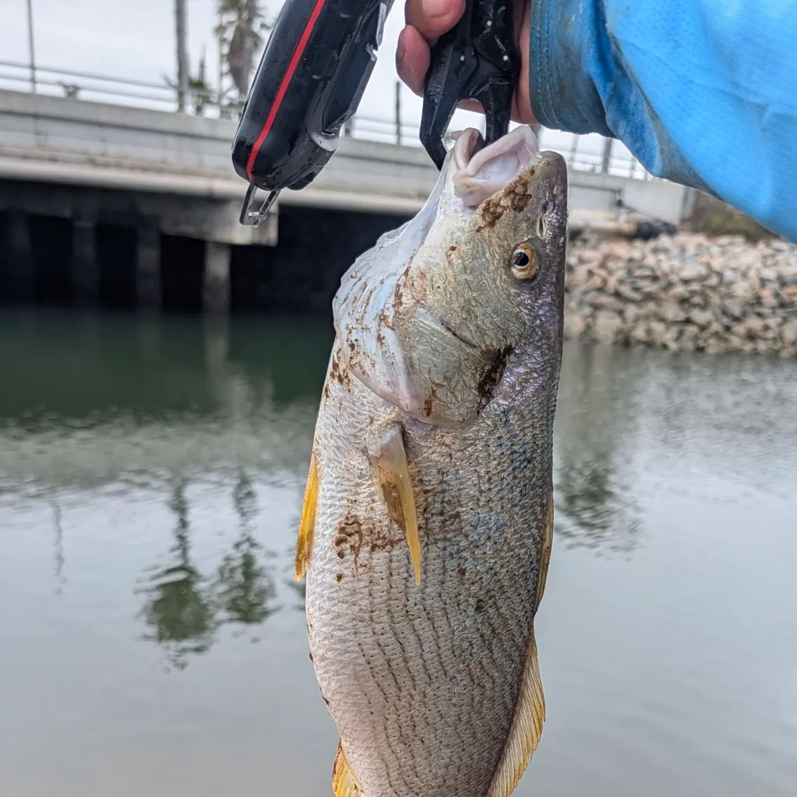 The most recent Yellowfin croaker catches on Fishbrain