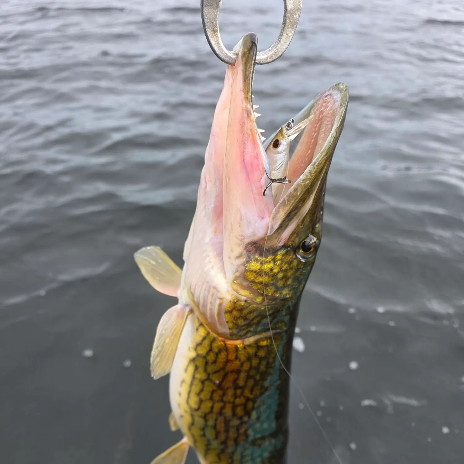 The most recent Chain pickerel catches on Fishbrain