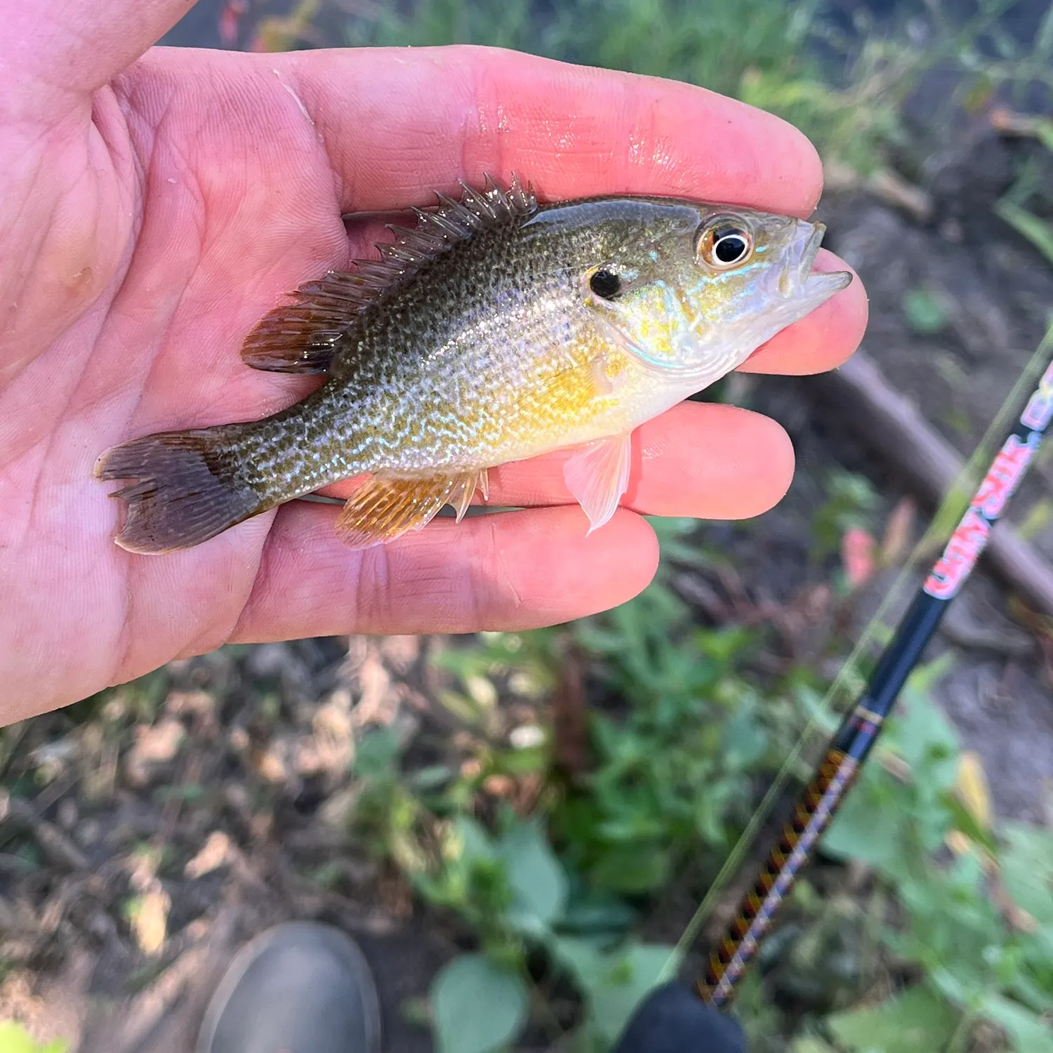 Green sunfish caught on Fishbrain
