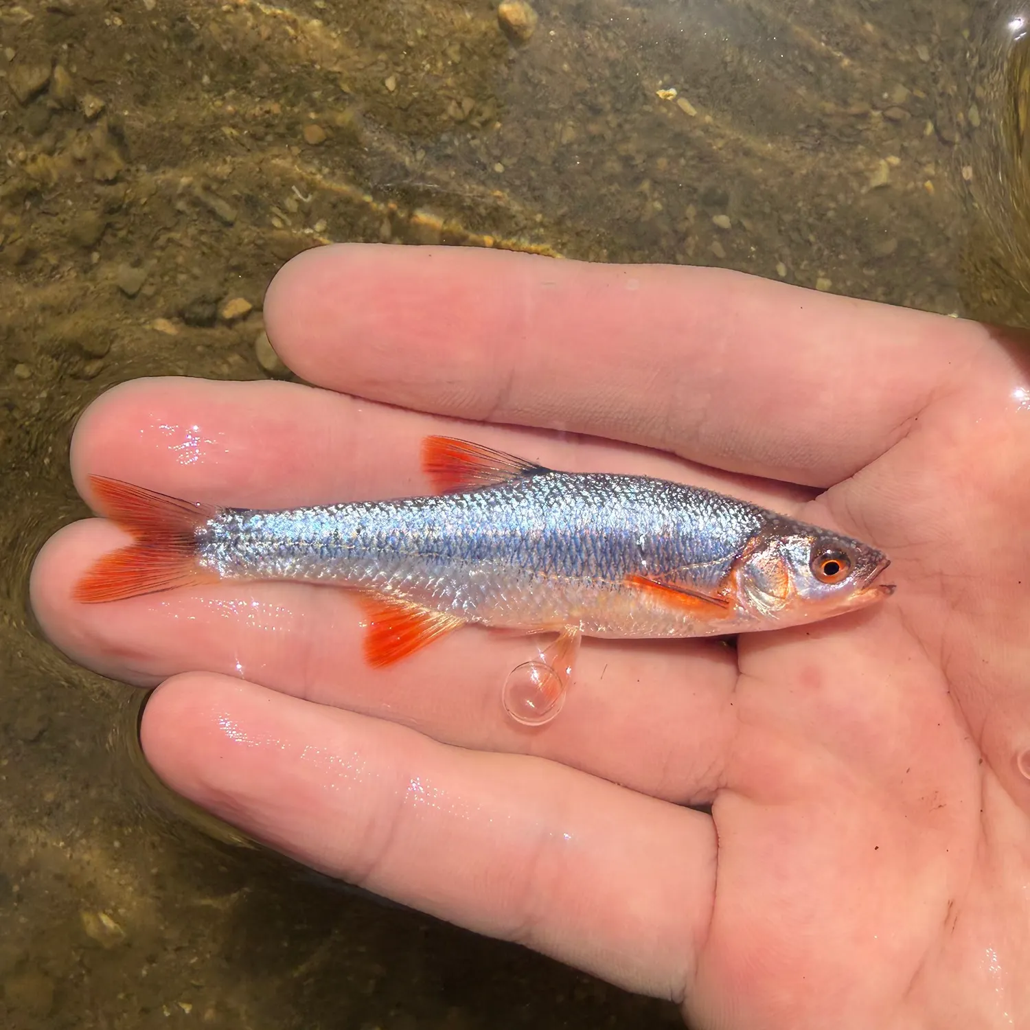 The most recent Scarlet shiner catches on Fishbrain
