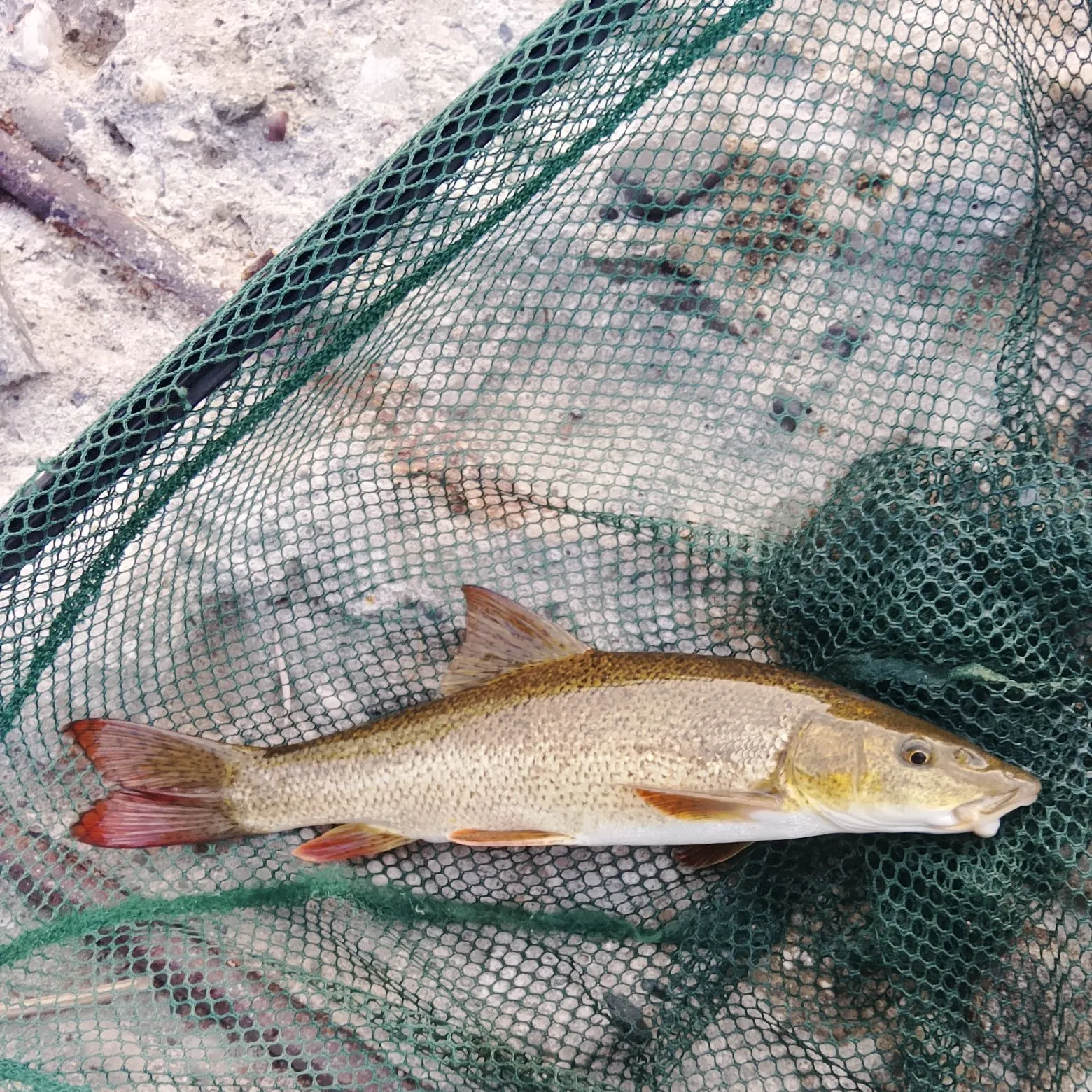 The most recent Italian barbel catches on Fishbrain