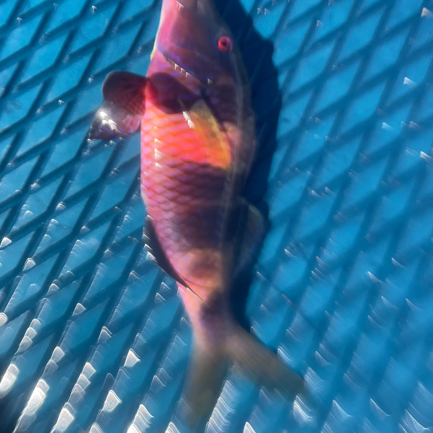 The most popular recent Island goatfish catch on Fishbrain