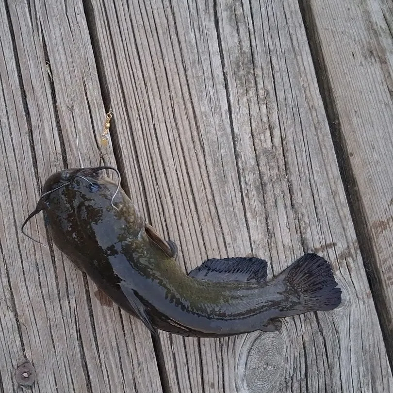 Black bullhead caught on Fishbrain
