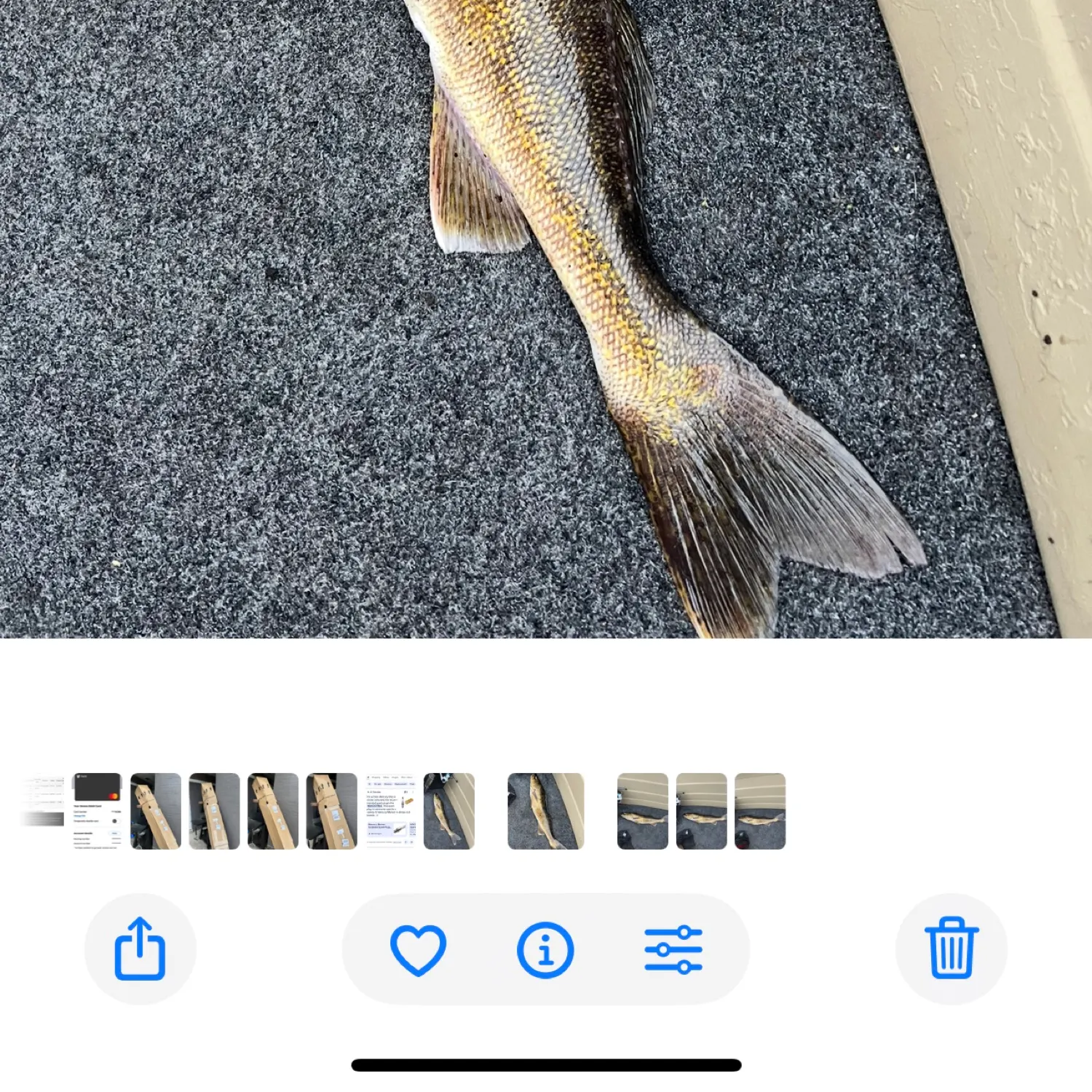 recently logged catches