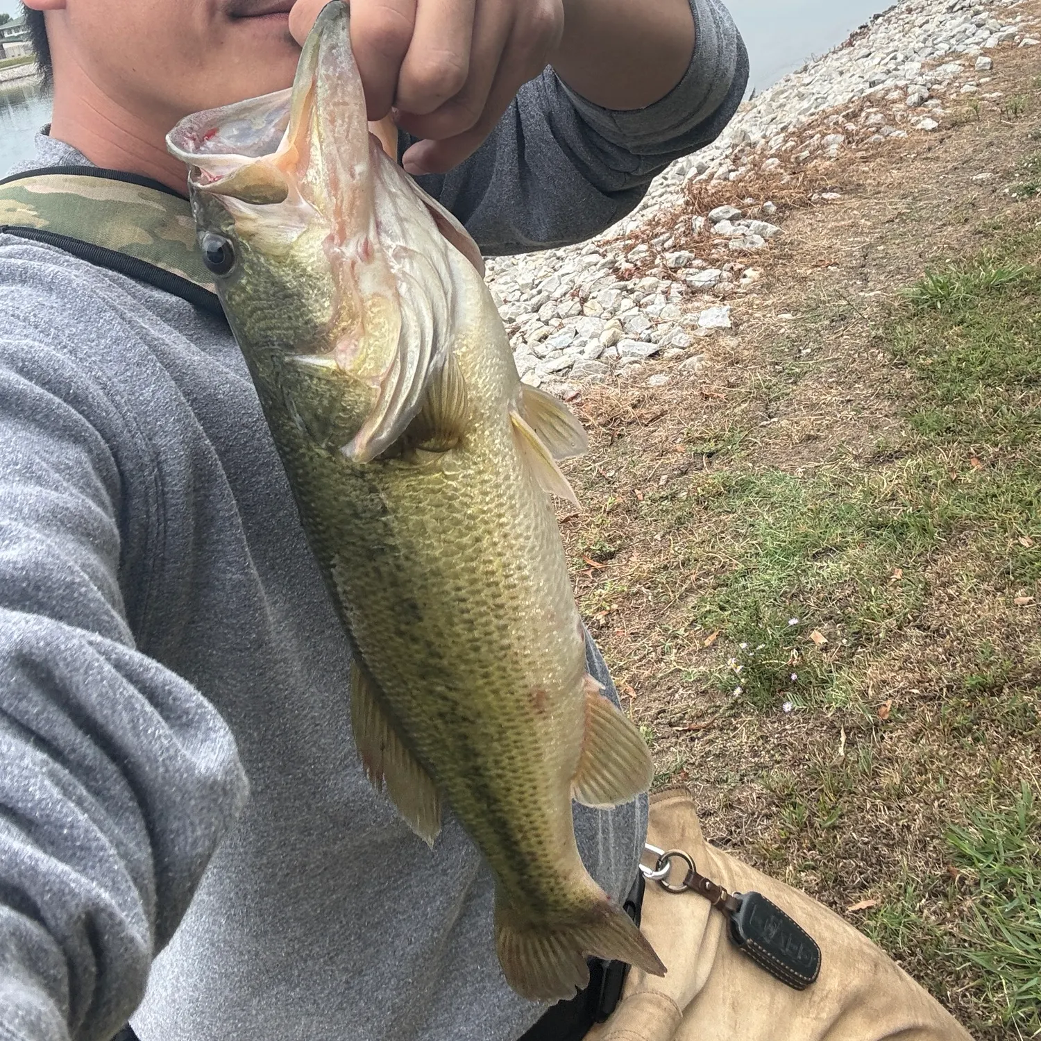 Largemouth bass caught on Fishbrain