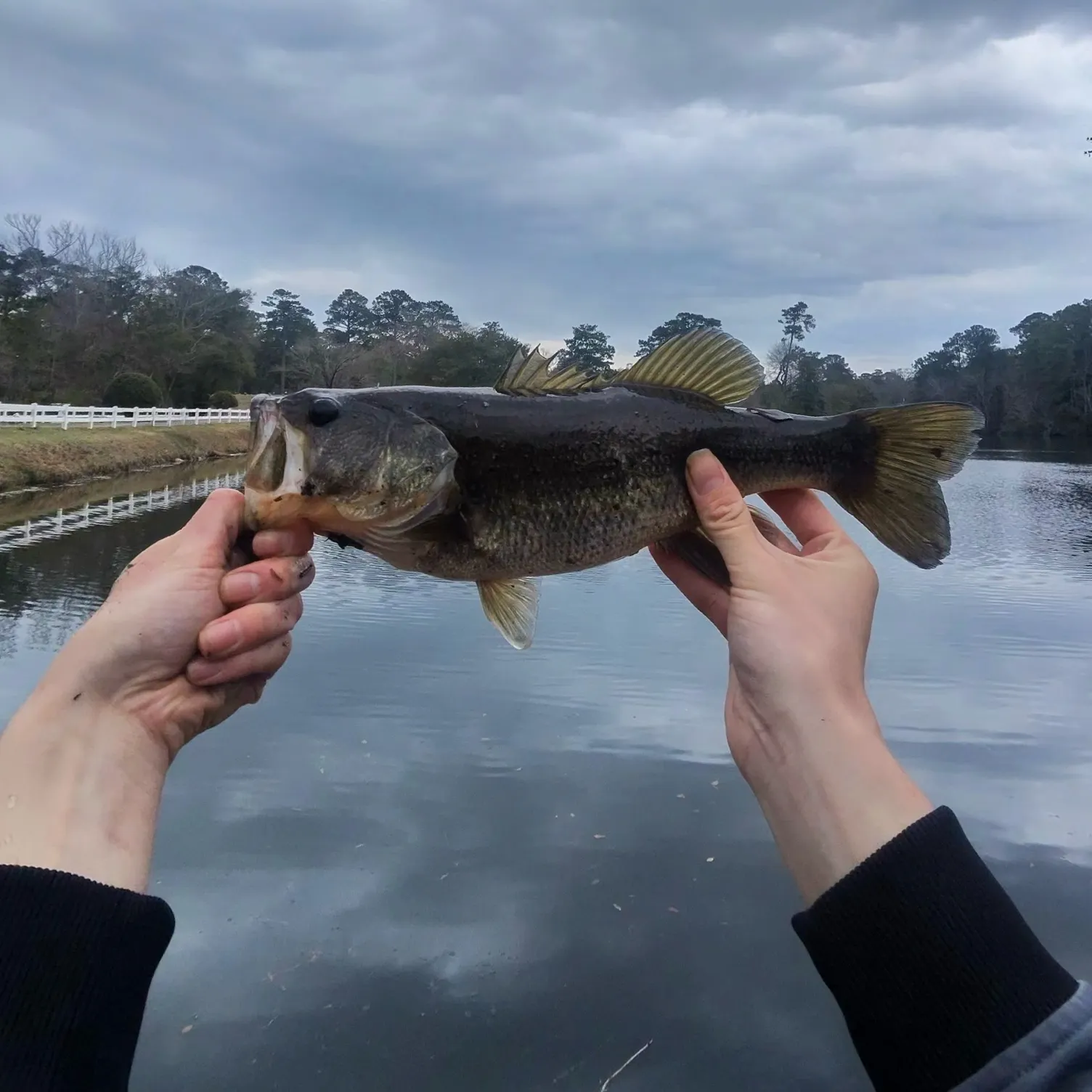 The most recent Largemouth bass catches on Fishbrain