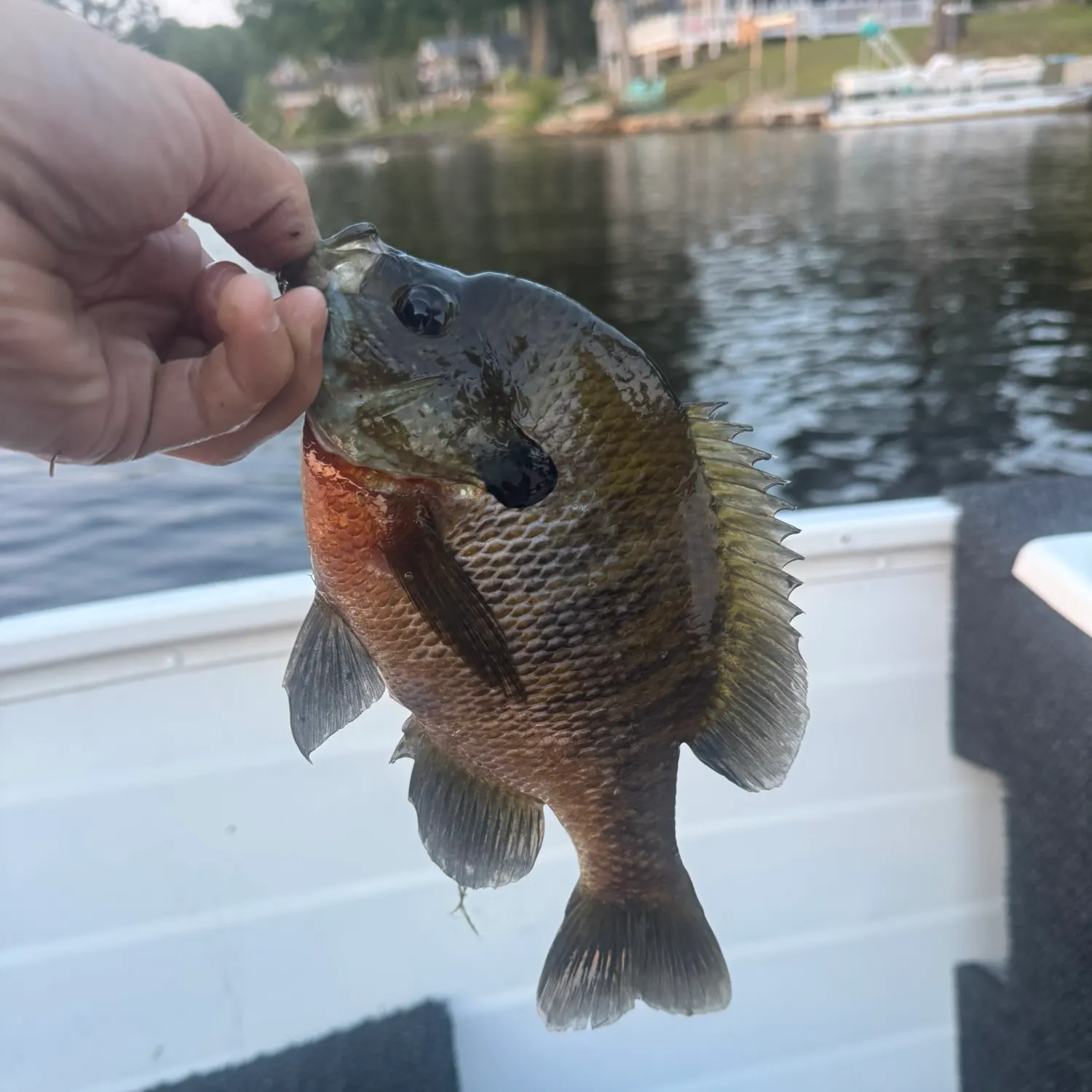 Bluegill caught on Fishbrain